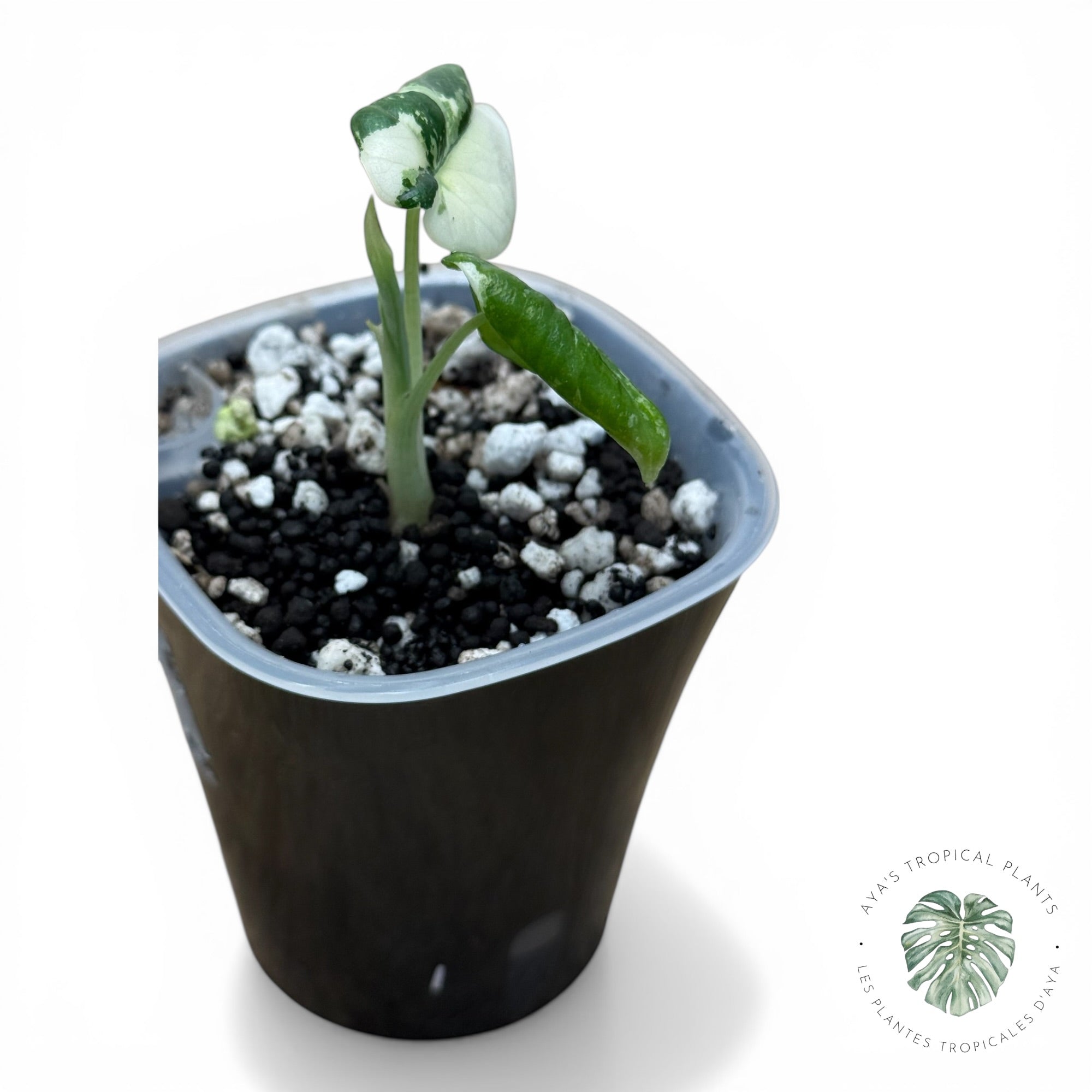 Alocasia Maharani Albo