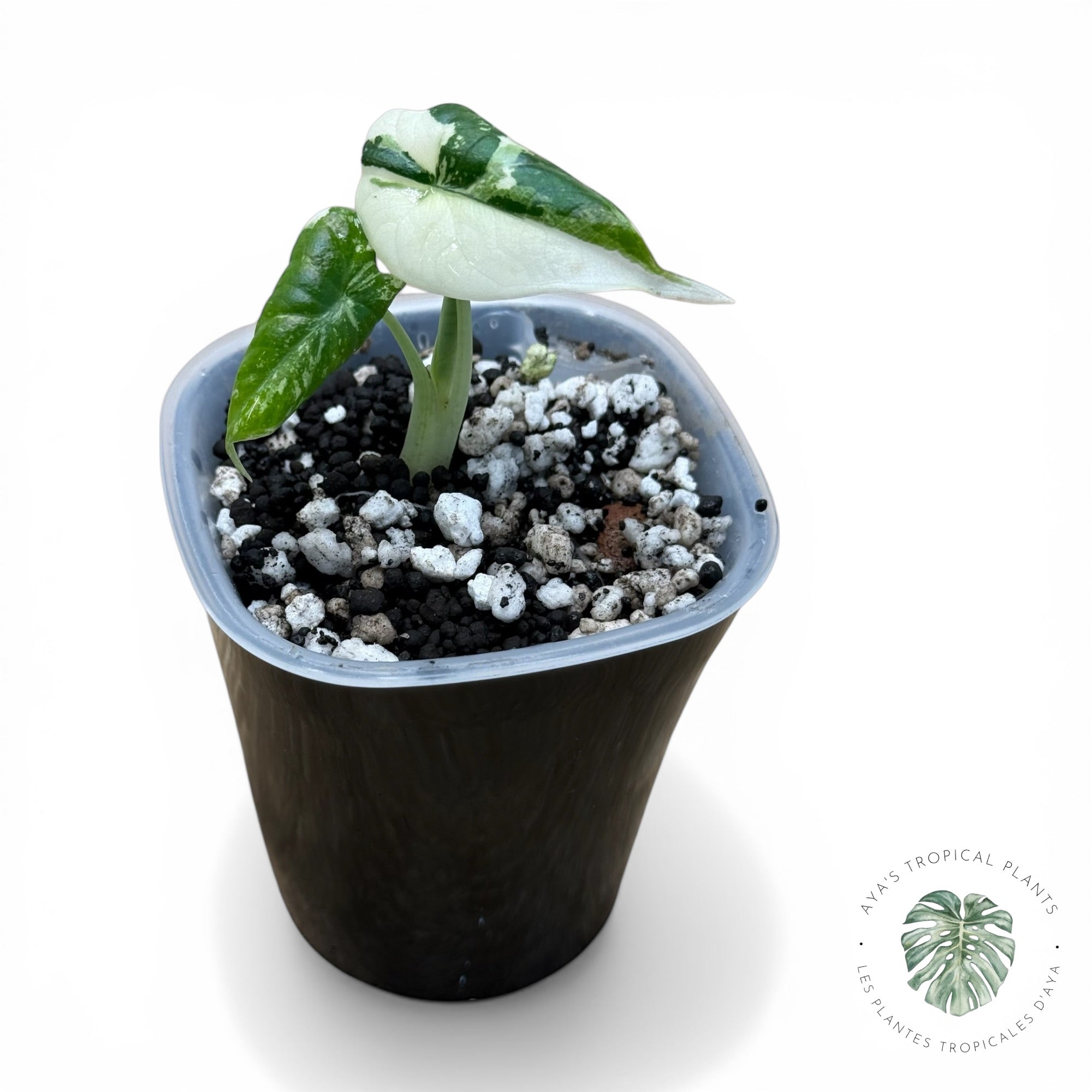 Alocasia Maharani Albo