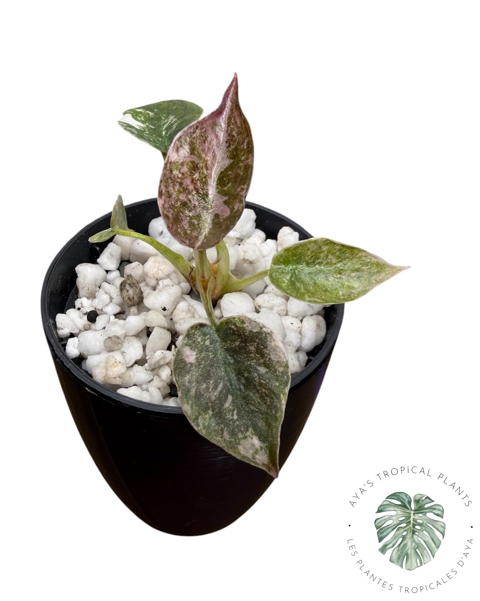 Alocasia Cuprea Pink Albo Variegated