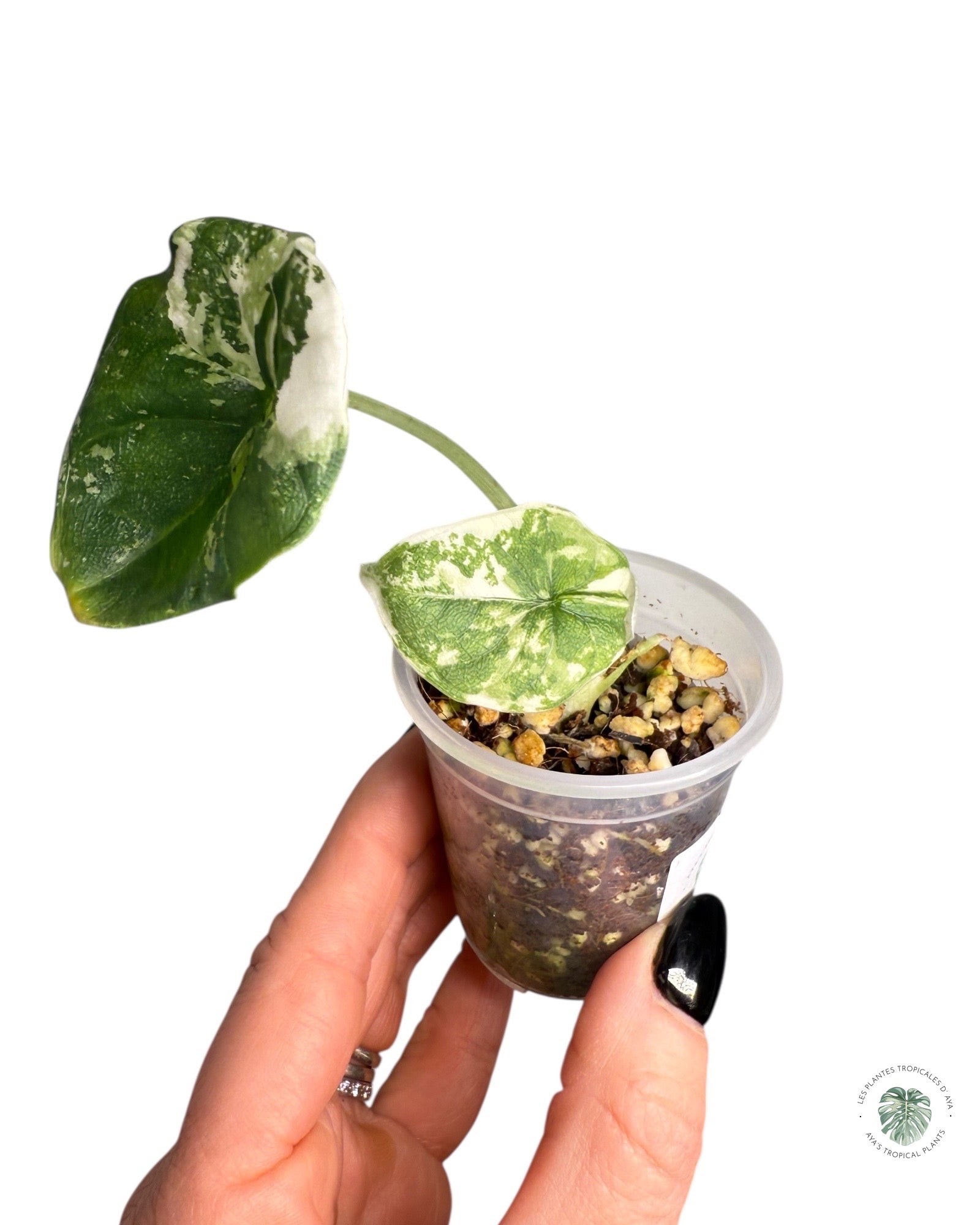 Alocasia Melo Variegated Albo| Rare TC Plant| Aya's Tropical Plants