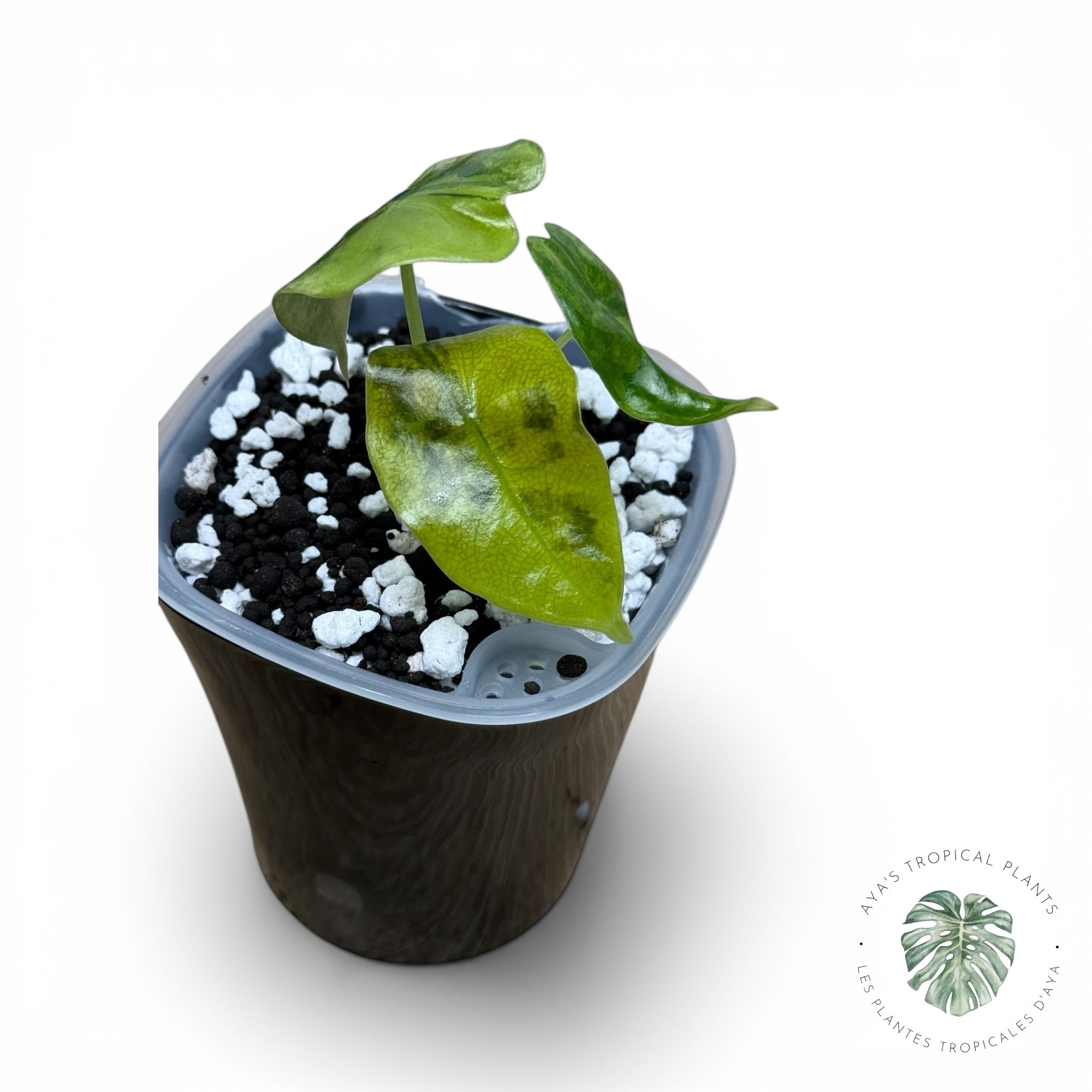 Alocasia suhirmaniana Aurea