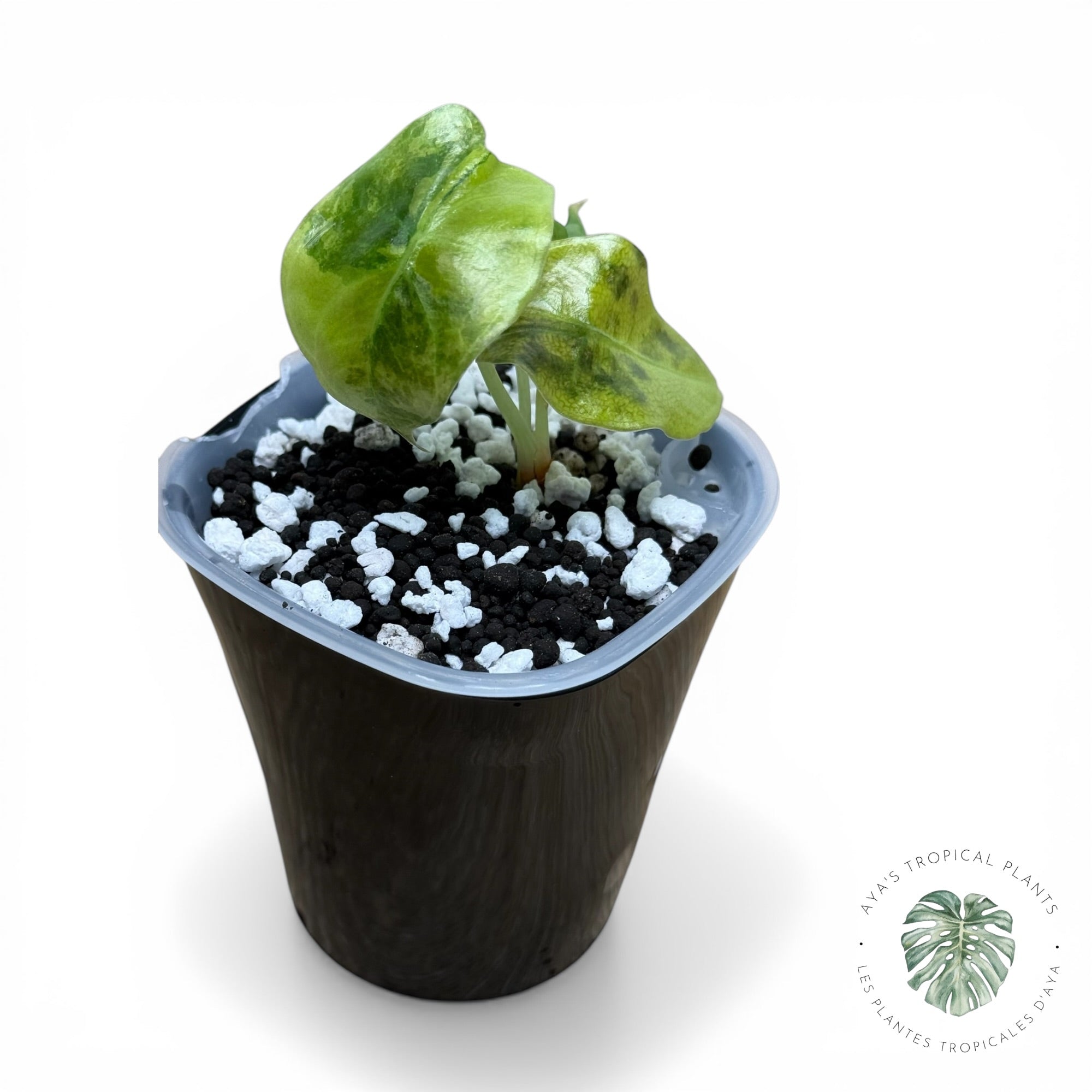 Alocasia suhirmaniana Aurea