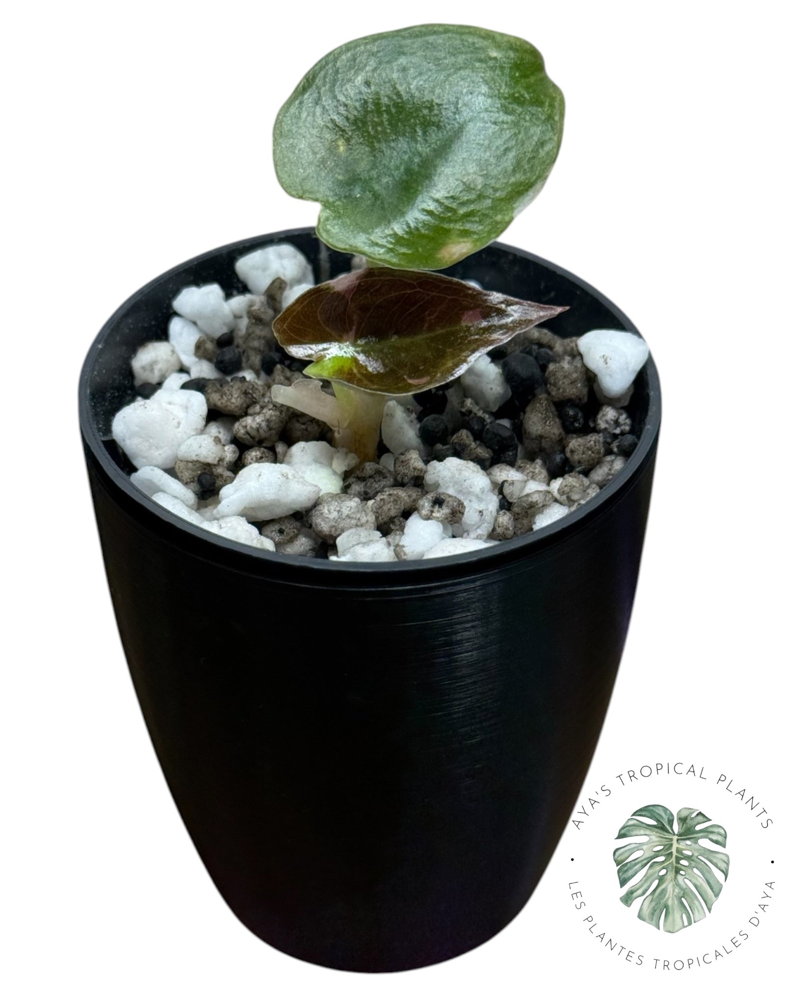 Alocasia Cuprea Pink Albo Variegated as