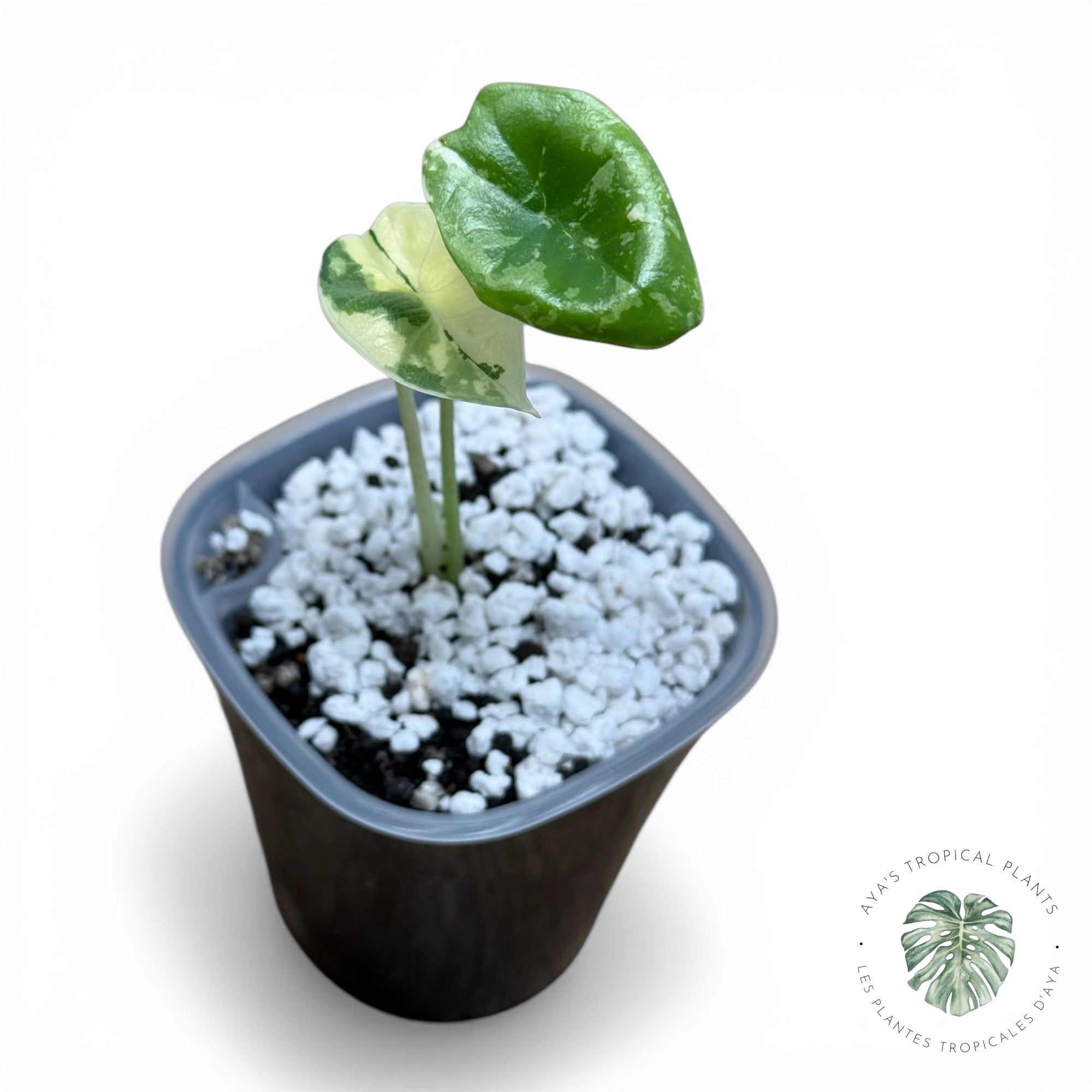 Alocasia Bisma Platinum Albo Variegated