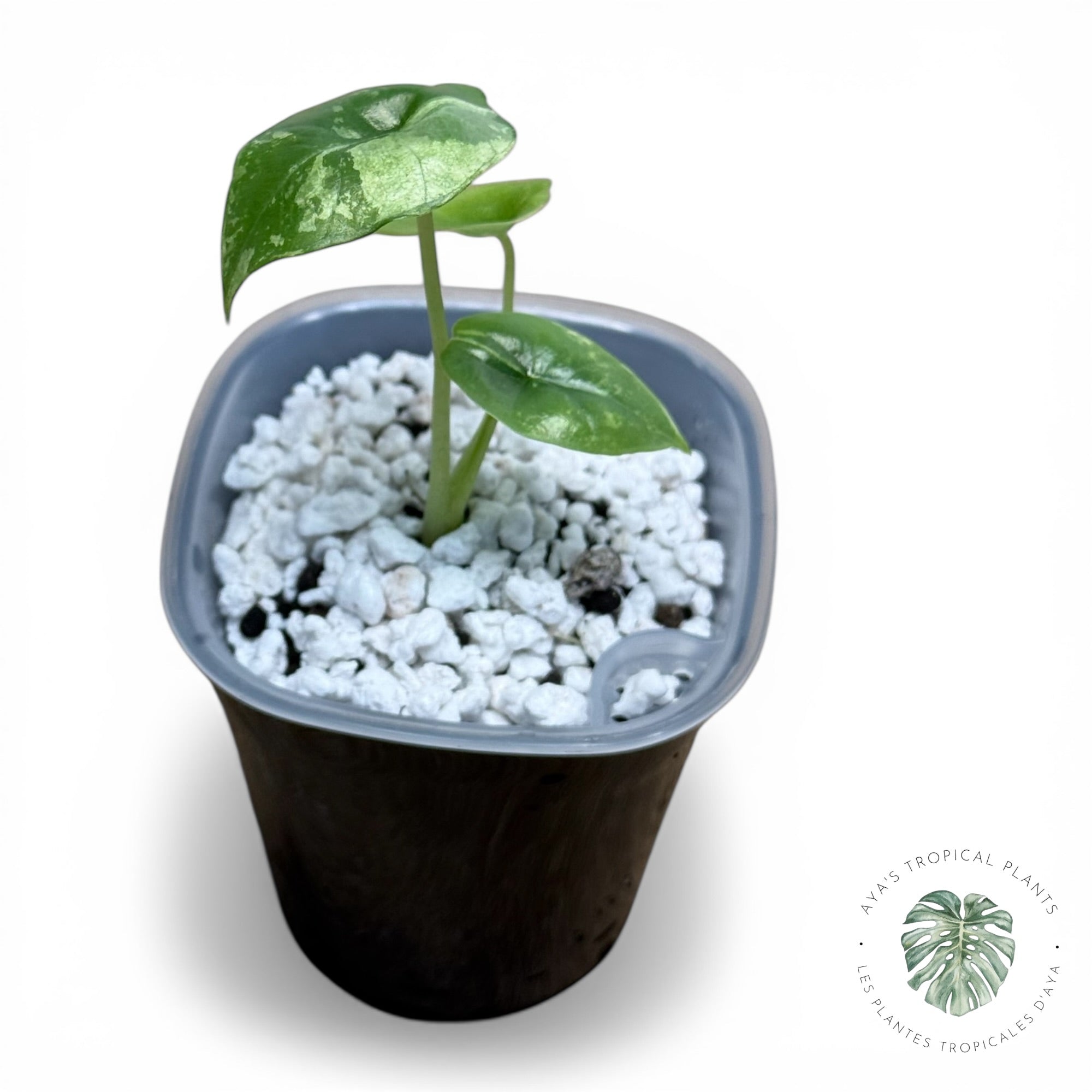 Alocasia Bisma Platinum Albo Variegated