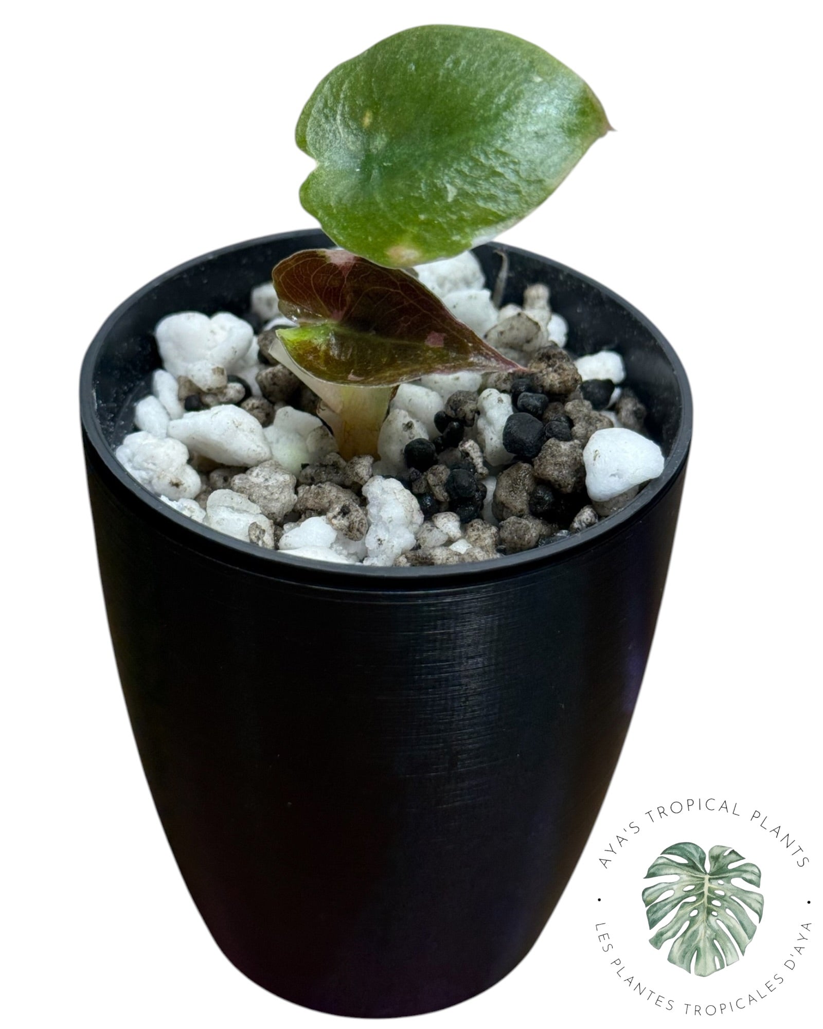 Alocasia Cuprea Pink Albo Variegated as