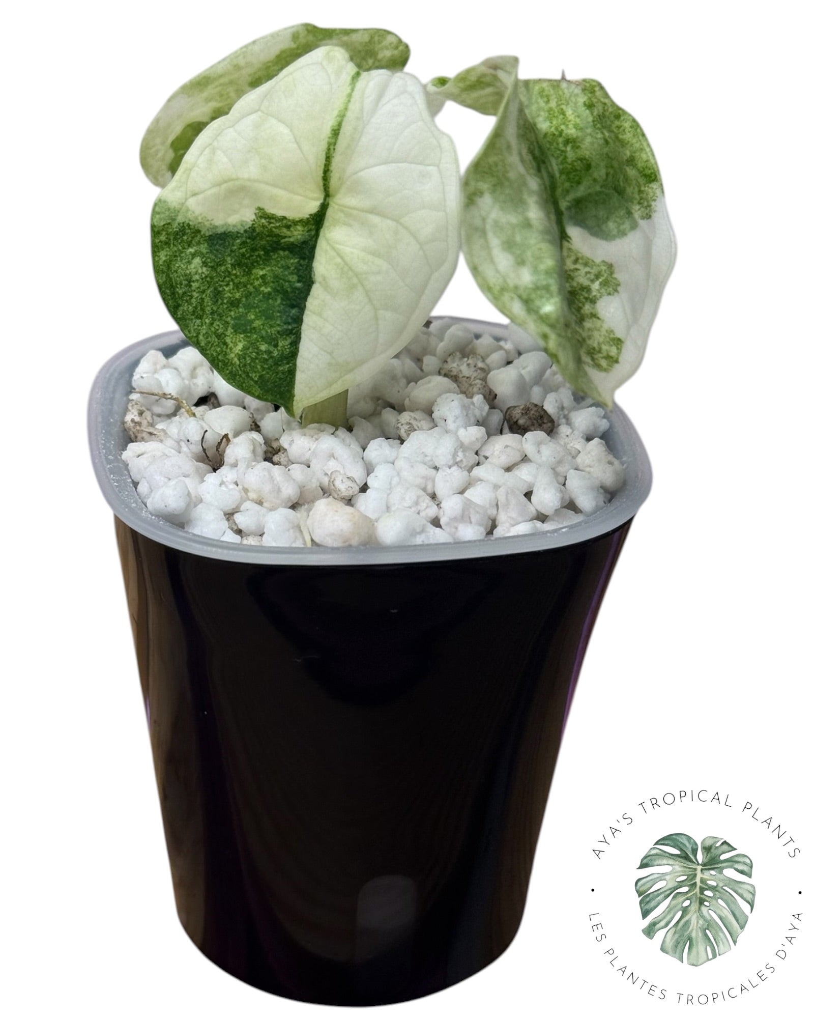 Alocasia Aegis Menthe Panachée