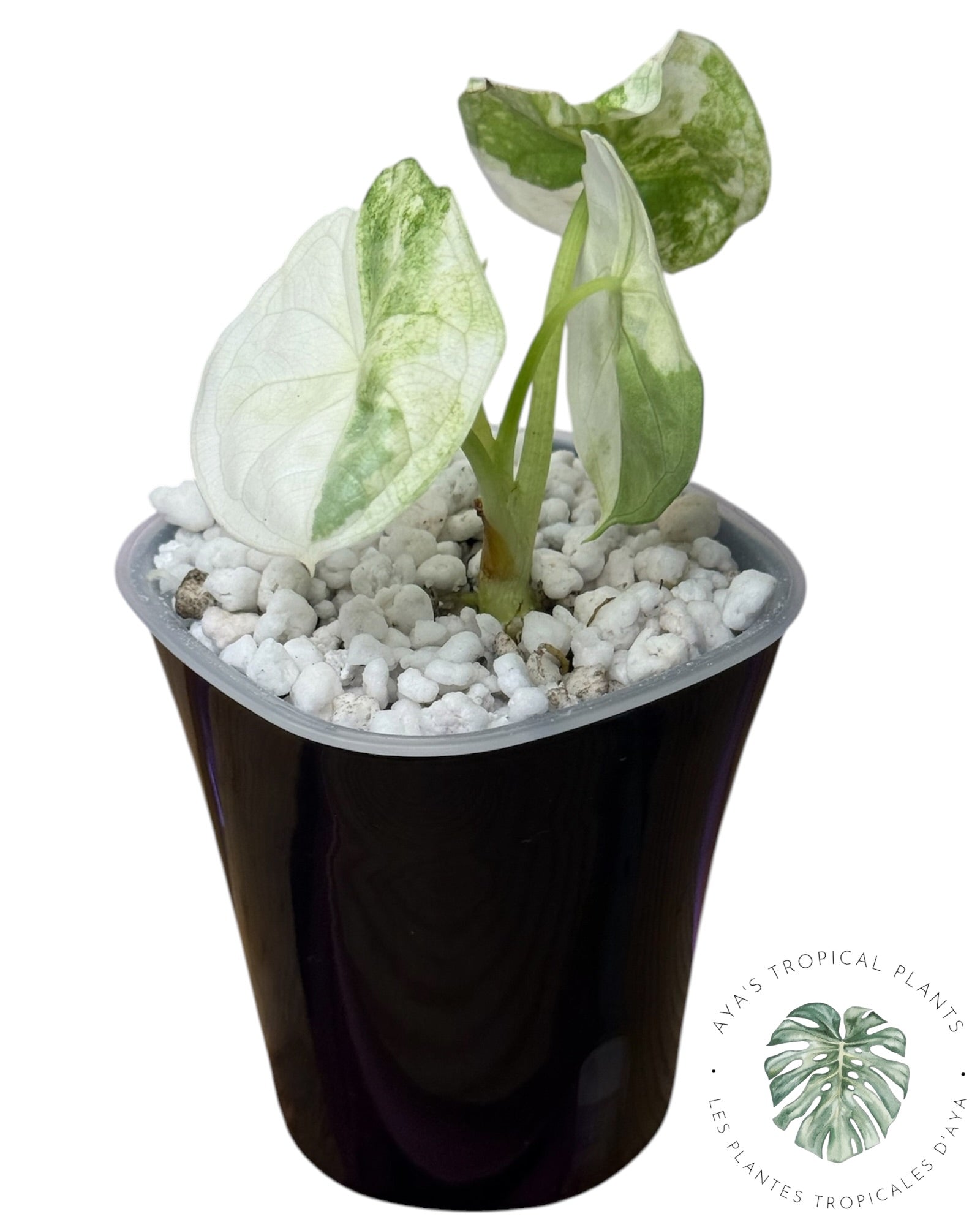 Alocasia Aegis Menthe Panachée