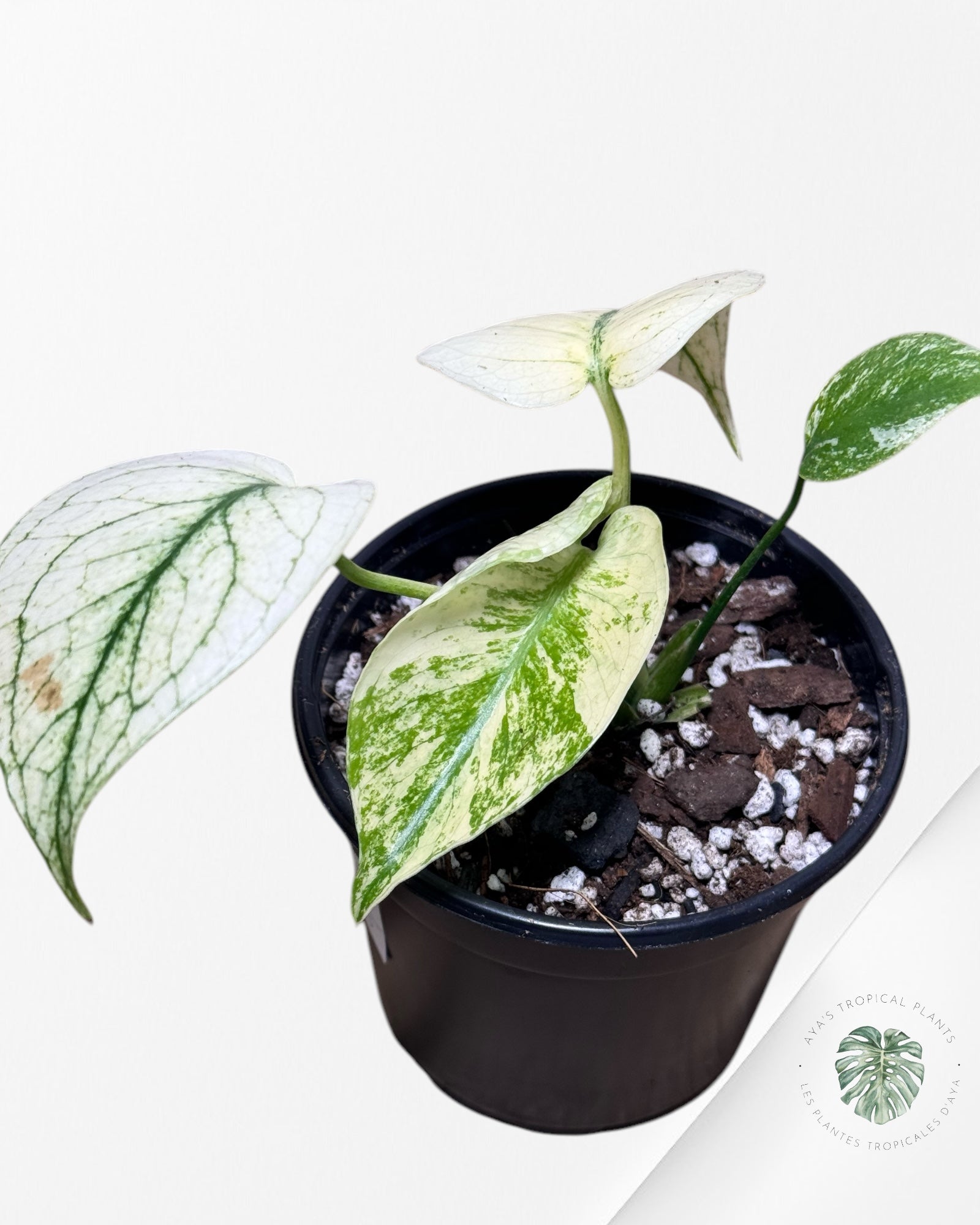 Monstera White Monster - WM1