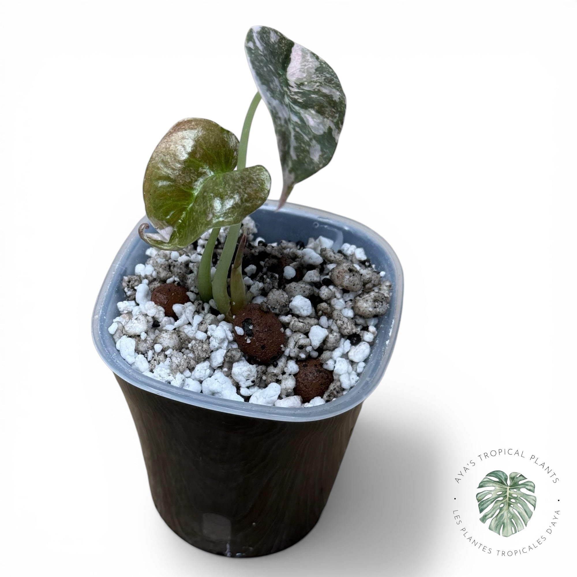 Alocasia Cuprea Pink Albo Variegated