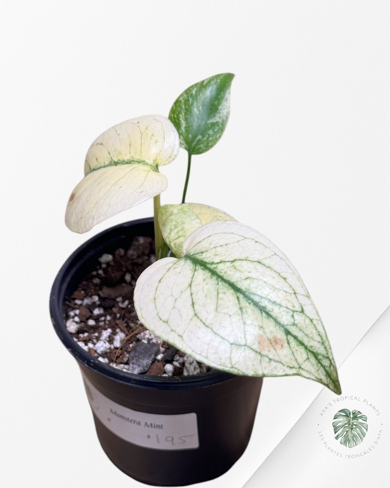 Monstera White Monster - WM1