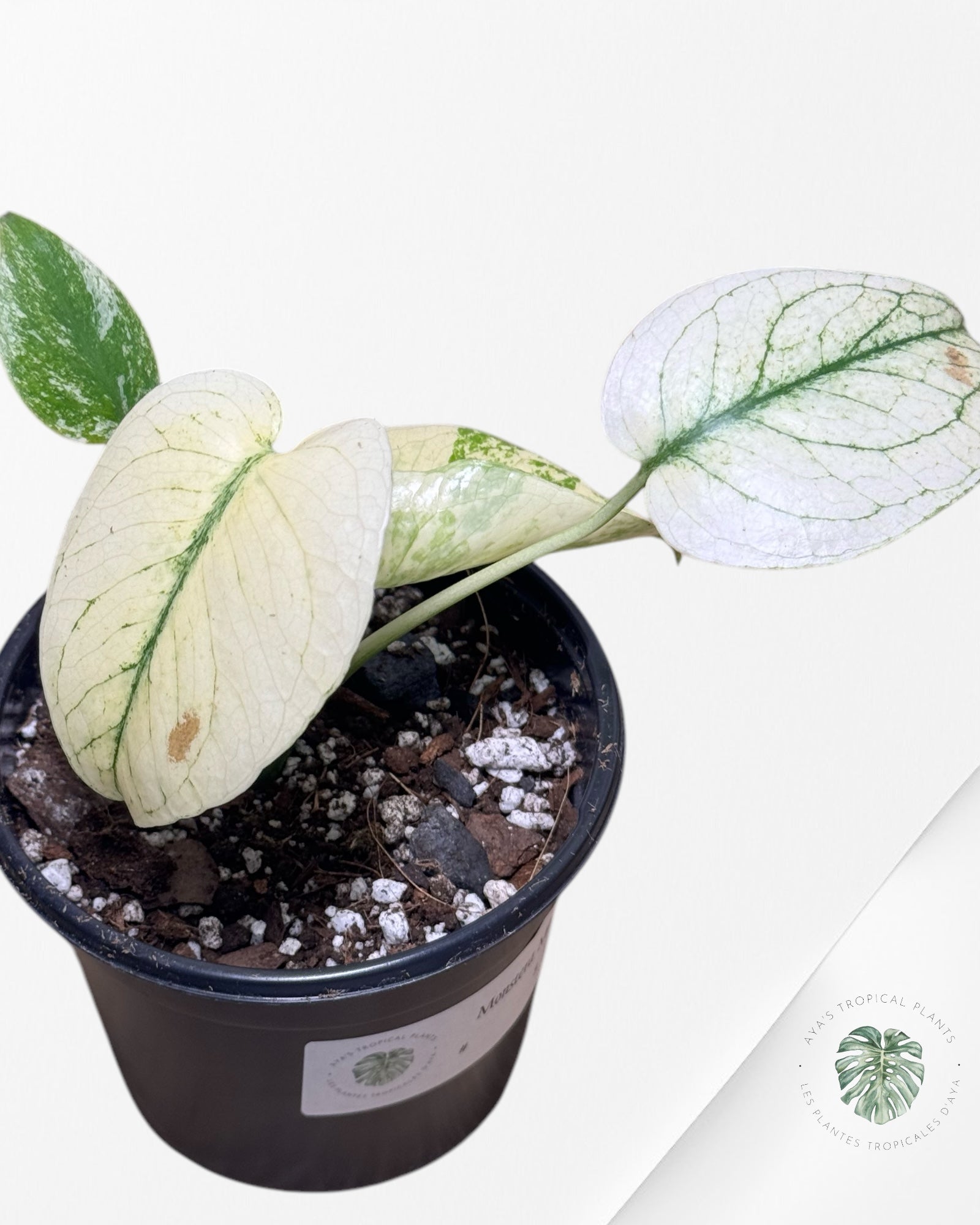 Monstera White Monster - WM1