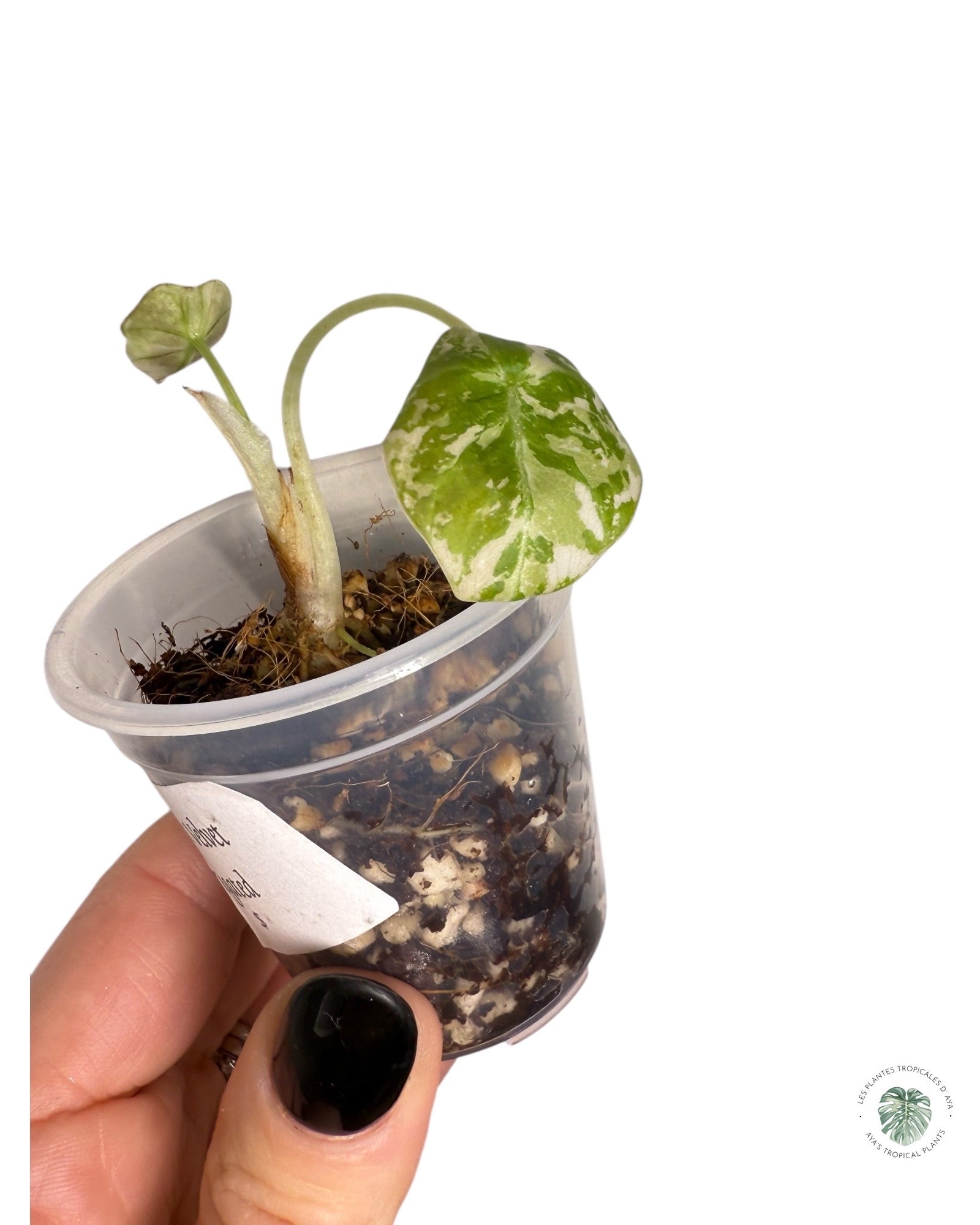 Alocasia Black Velvet Pink Variegated | Rare TC Plant| Aya's Tropical Plants