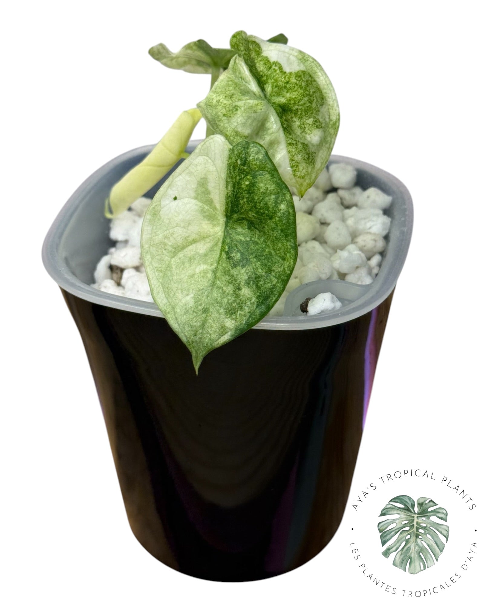 Alocasia Aegis Menthe Panachée