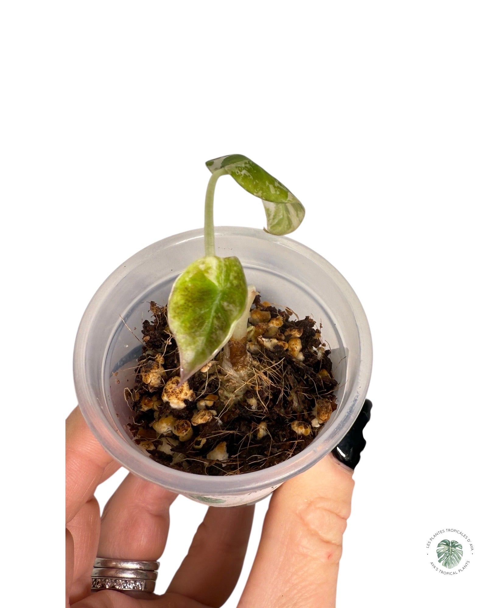 Alocasia Black Velvet Pink Variegated | Rare TC Plant| Aya's Tropical Plants