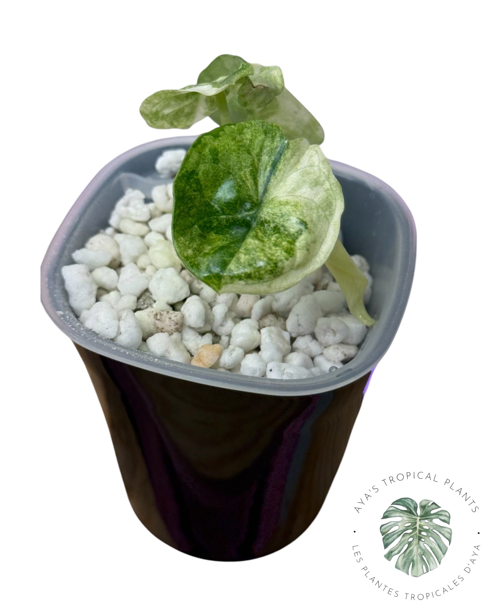 Alocasia Aegis Menthe Panachée