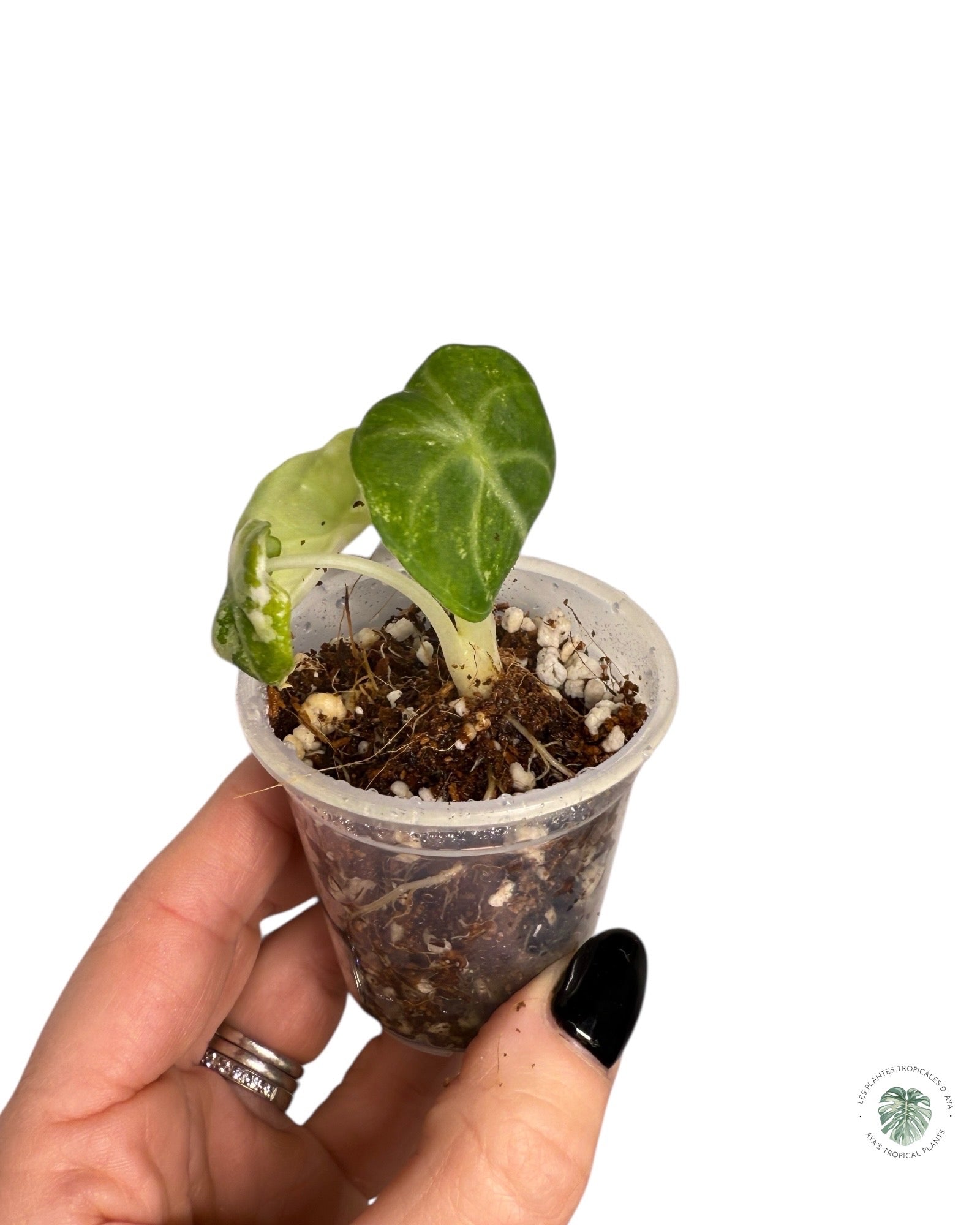 Alocasia Ninja Variegated Albo | Rare TC Plant| Aya's Tropical Plants