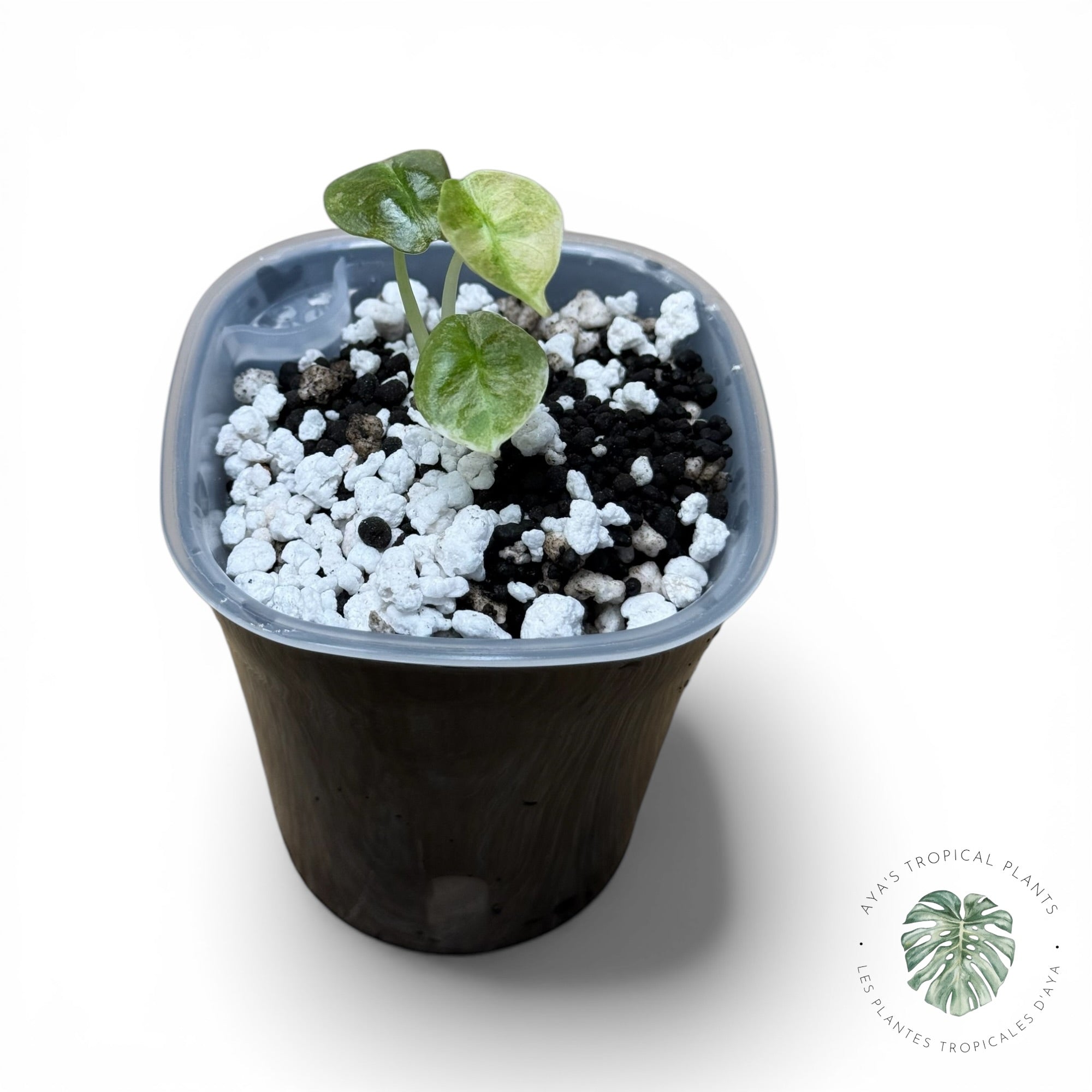 Alocasia Cuprea Pink Mint