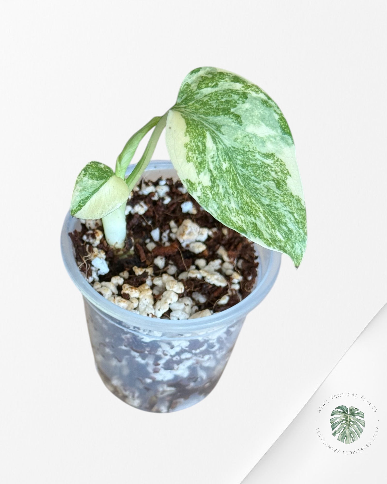 Monstera Green Snow