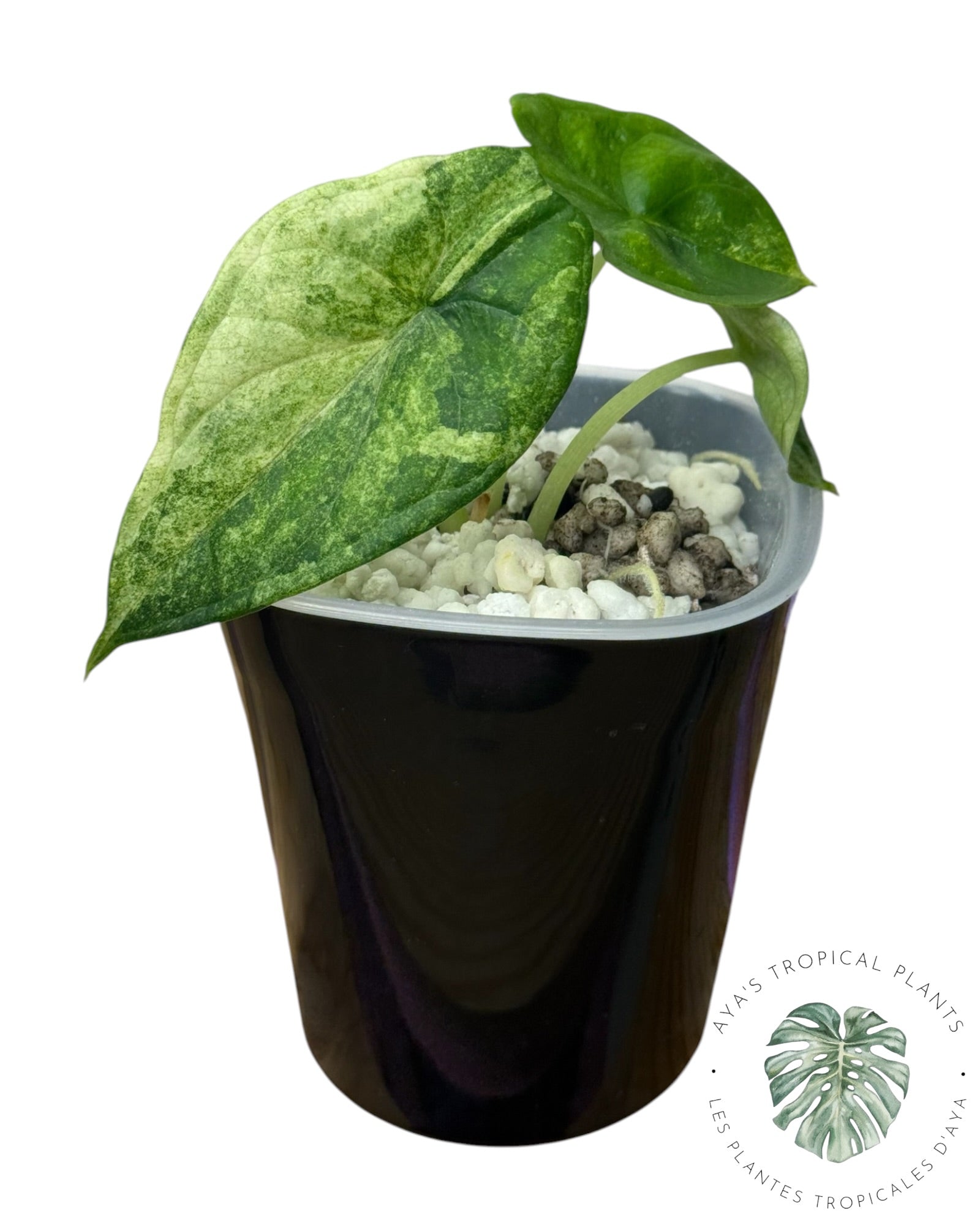 Alocasia Aegis Mint Variegated