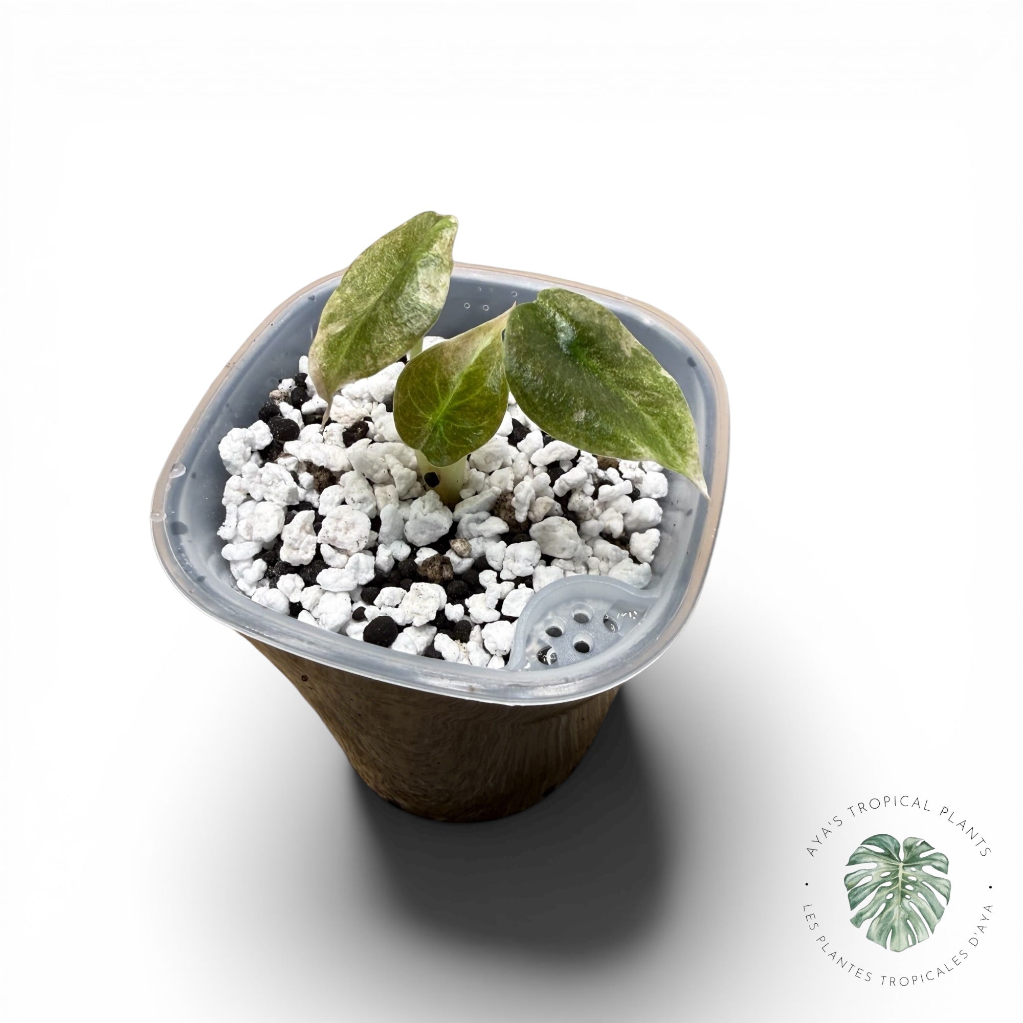 Alocasia Cuprea Pink Mint