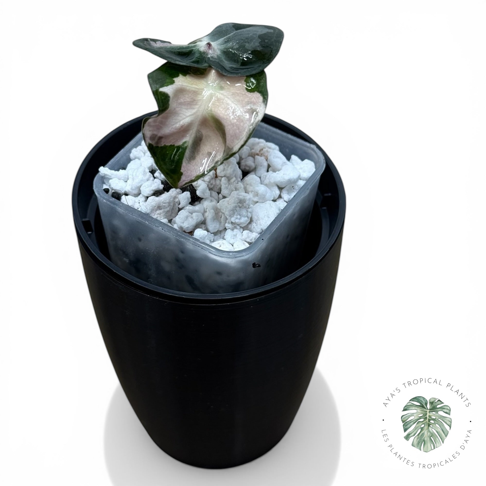 Alocasia Heart Balloon Pink variegated