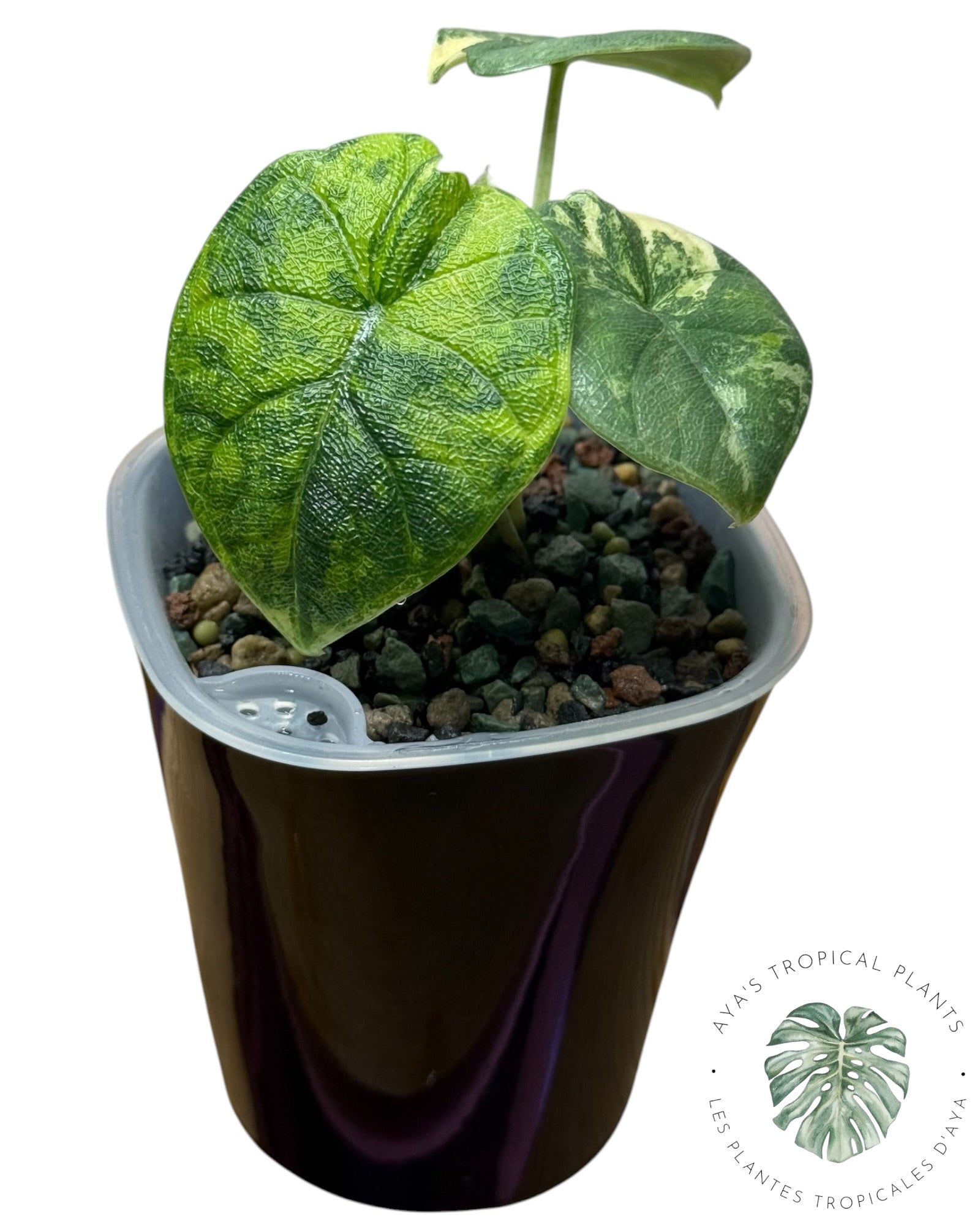 Alocasia Melo Aurea Variegated