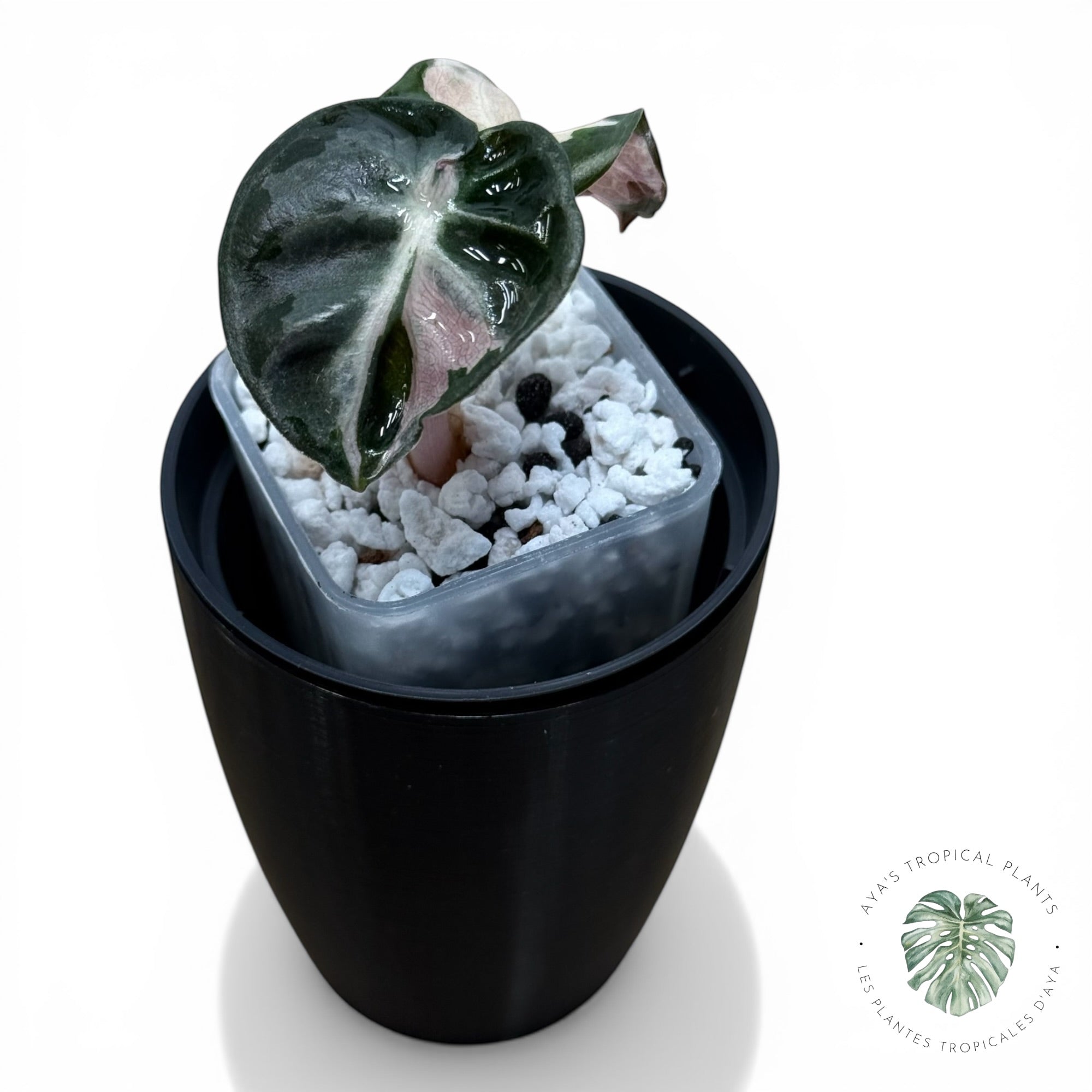 Alocasia Heart Balloon Pink variegated