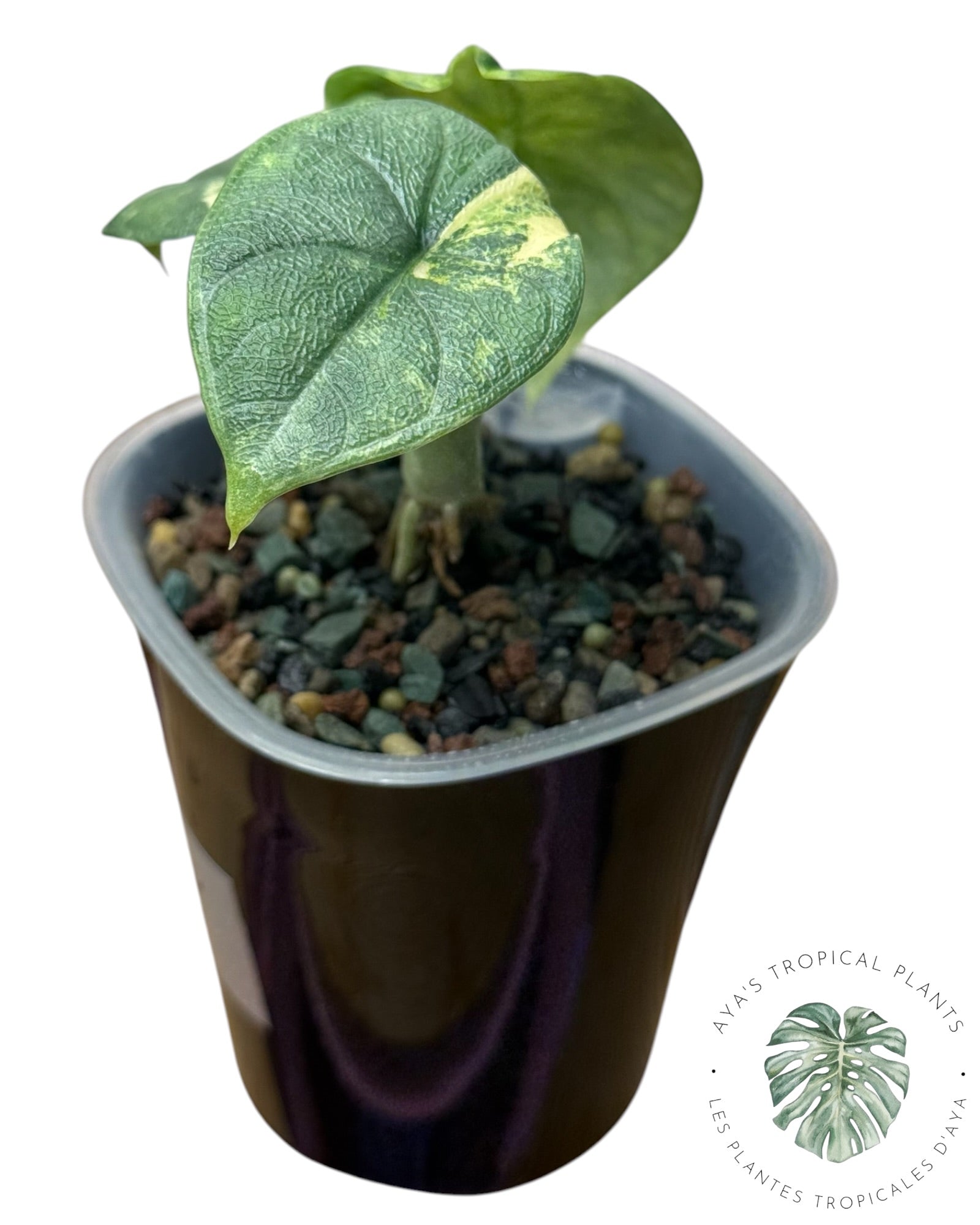 Alocasia Melo Aurea Variegated