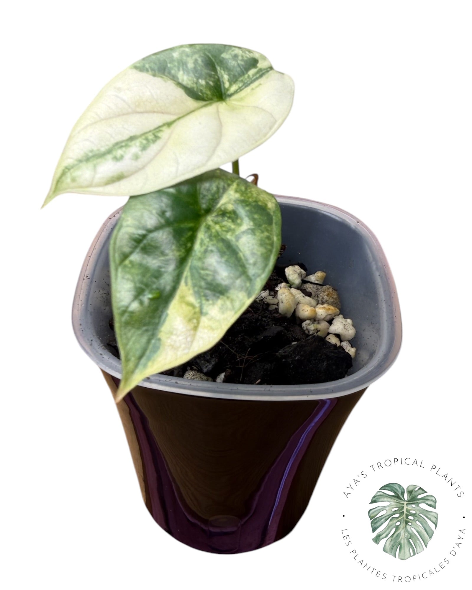 Alocasia Silver Dragon Aurea Variegated