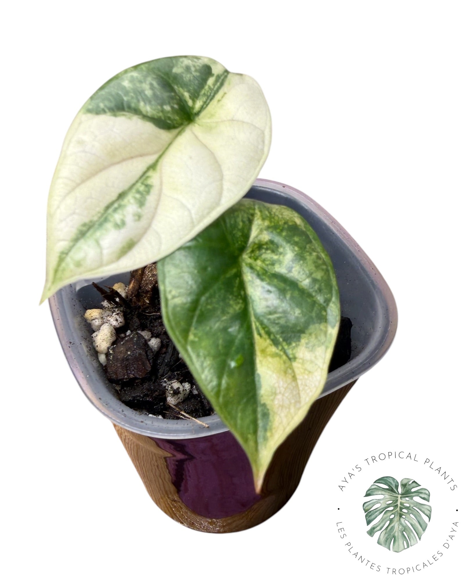 Alocasia Silver Dragon Aurea Variegated