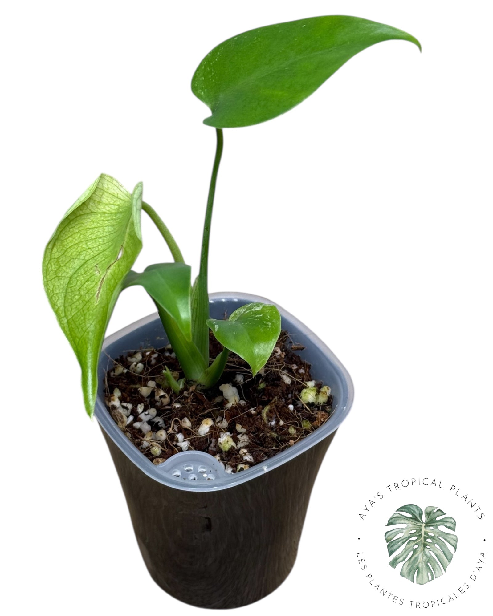 Monstera Deliciosa 'Devil Monster'