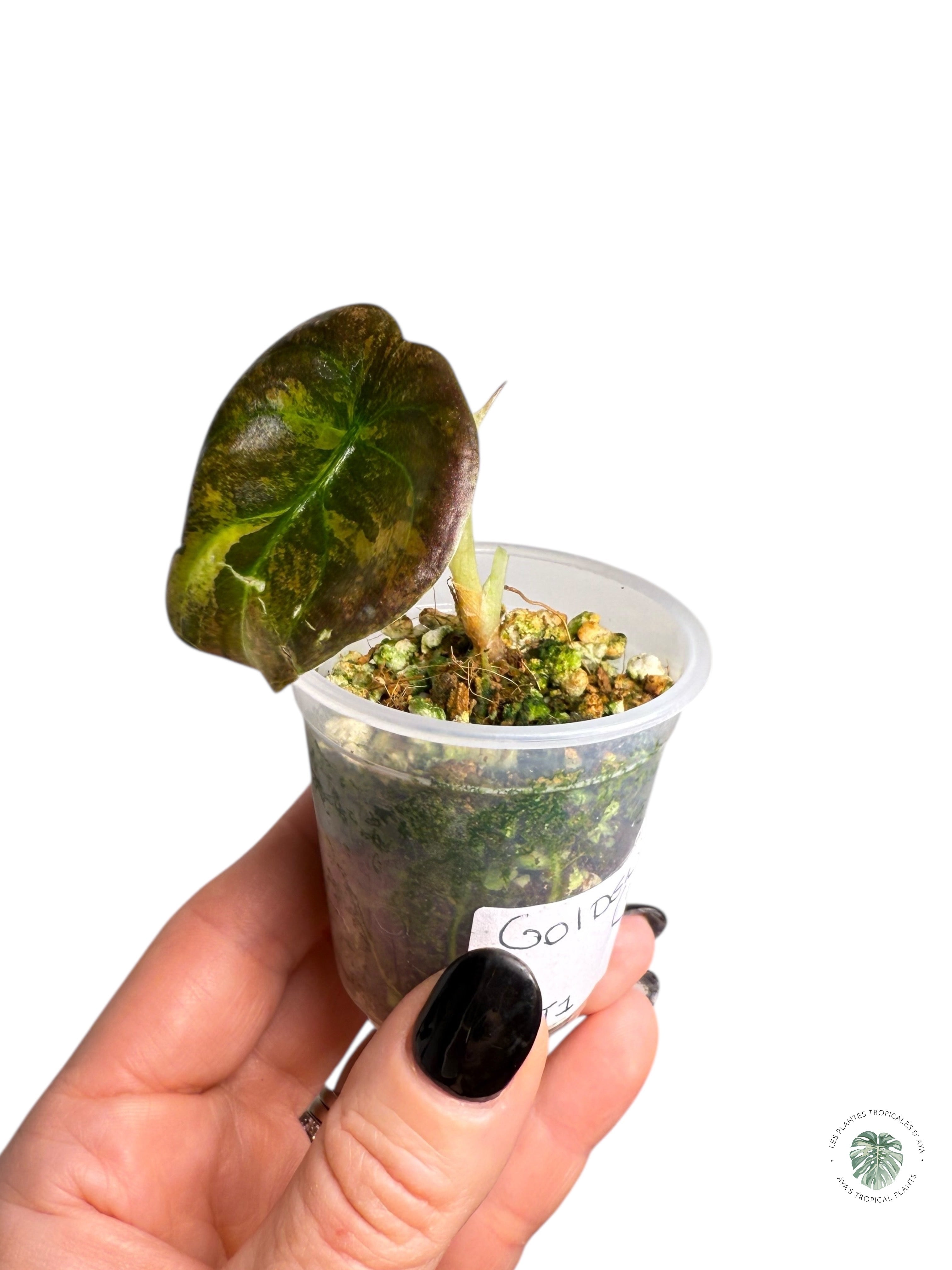 Alocasia Cuprea Golden Latte variegated | Rare TC Plant| Aya's Tropical Plants