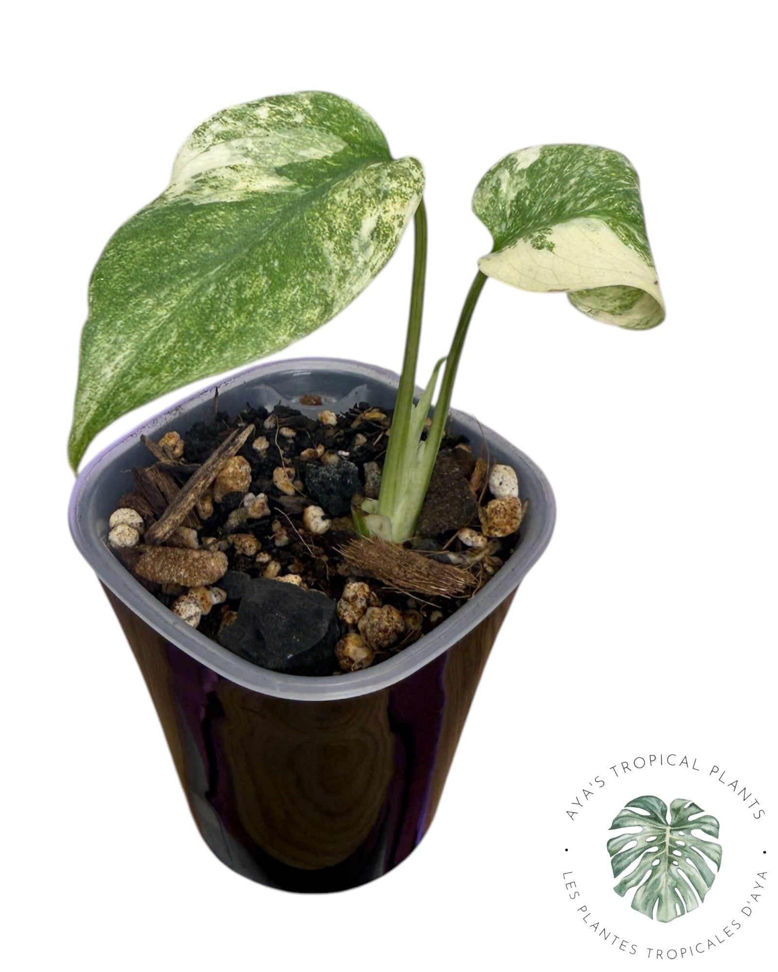 Héritage du Monstera Deliciosa