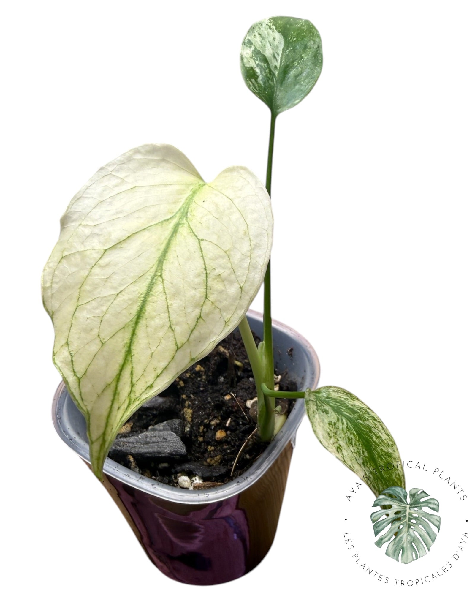 Monstera White Monster