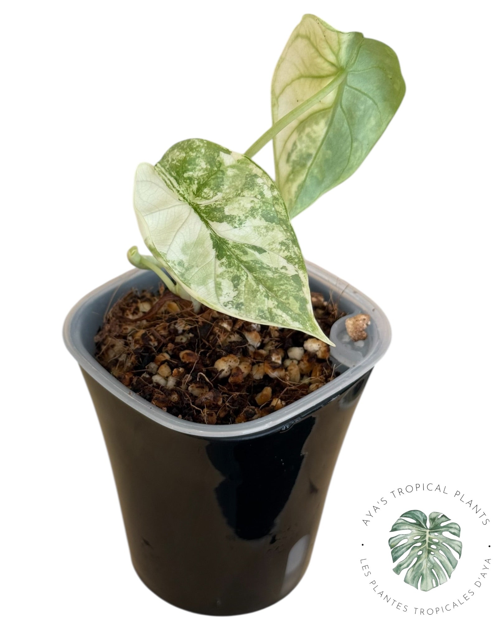 Alocasia Silver Dragon Albo Variegated