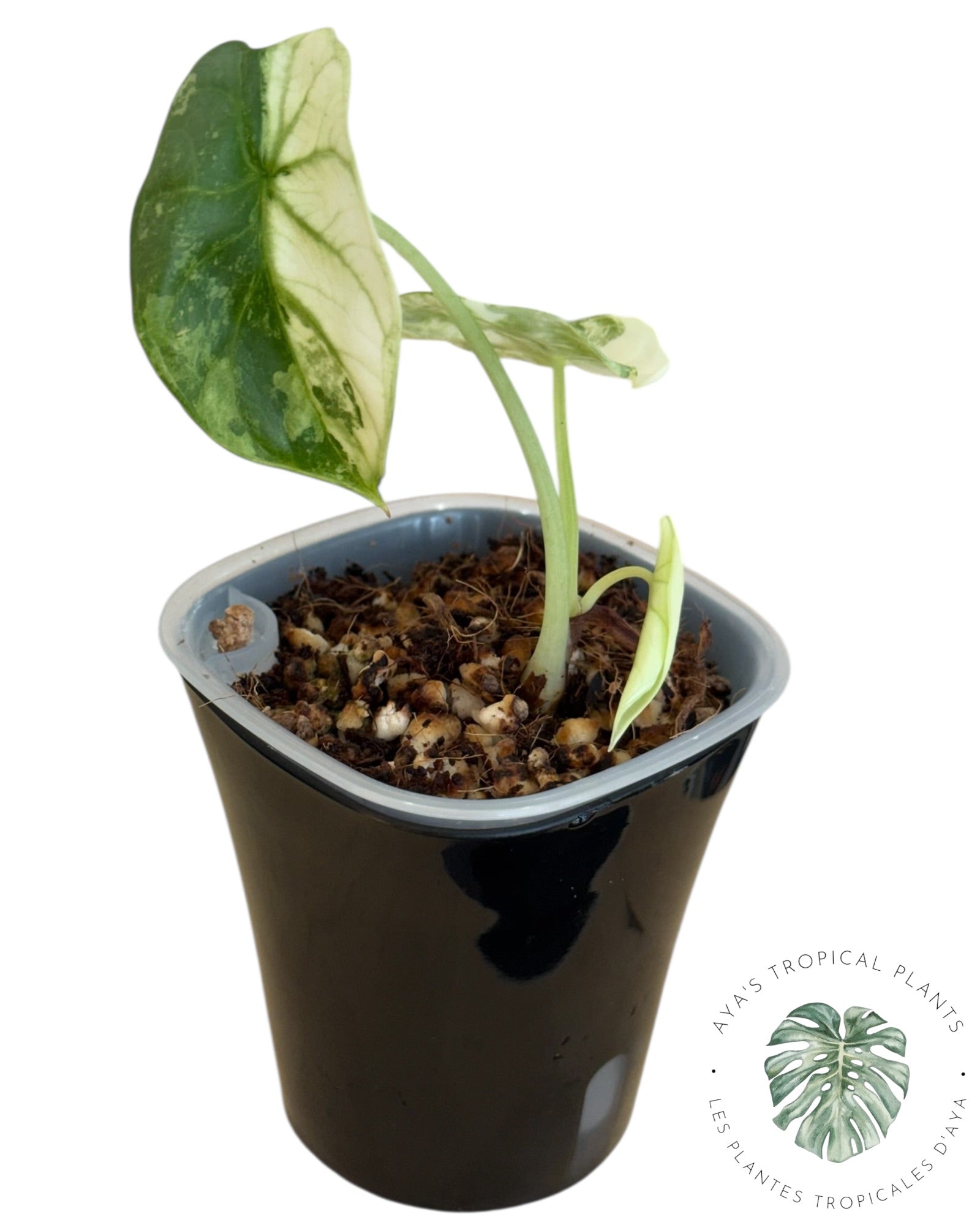 Alocasia Silver Dragon Albo Variegated