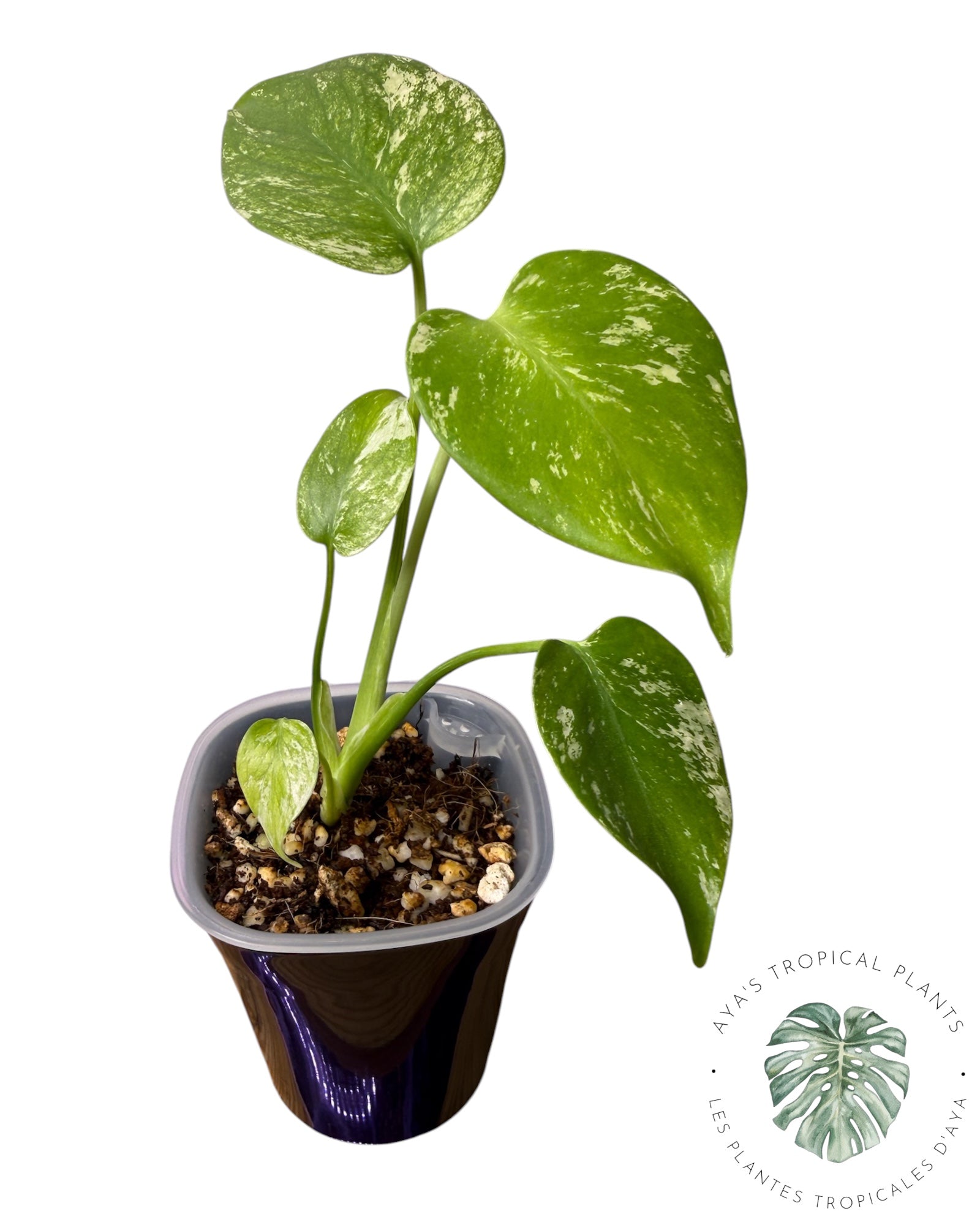 Monstera Monstre Blanc