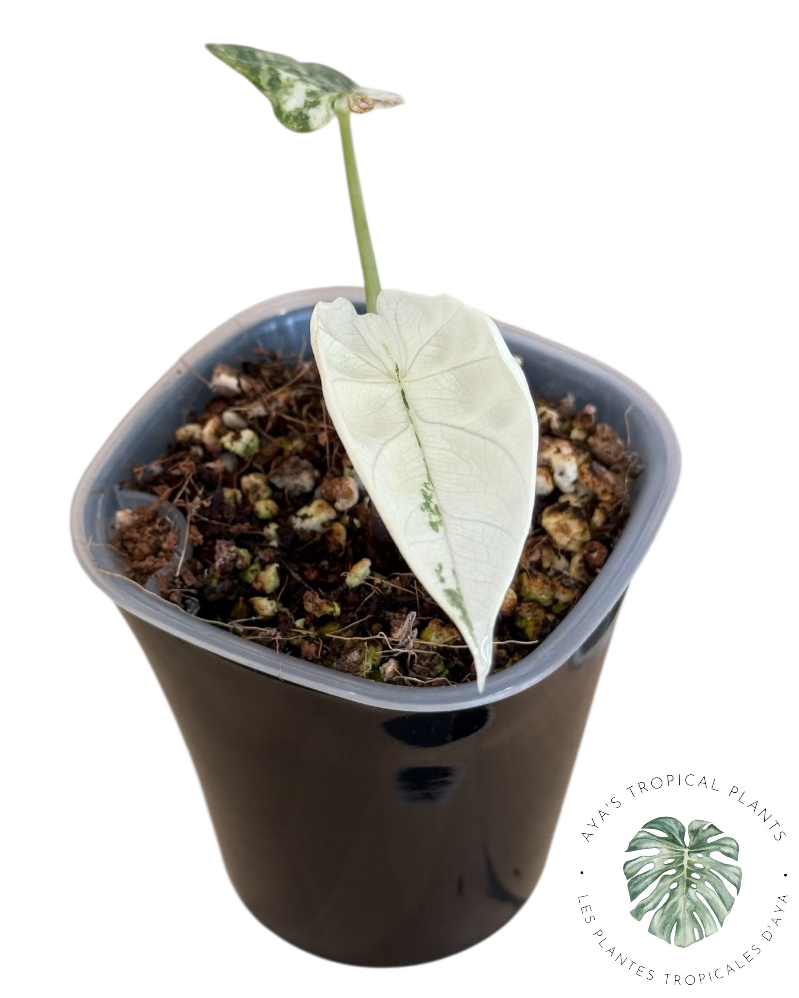 Alocasia Silver Dragon Albo panaché