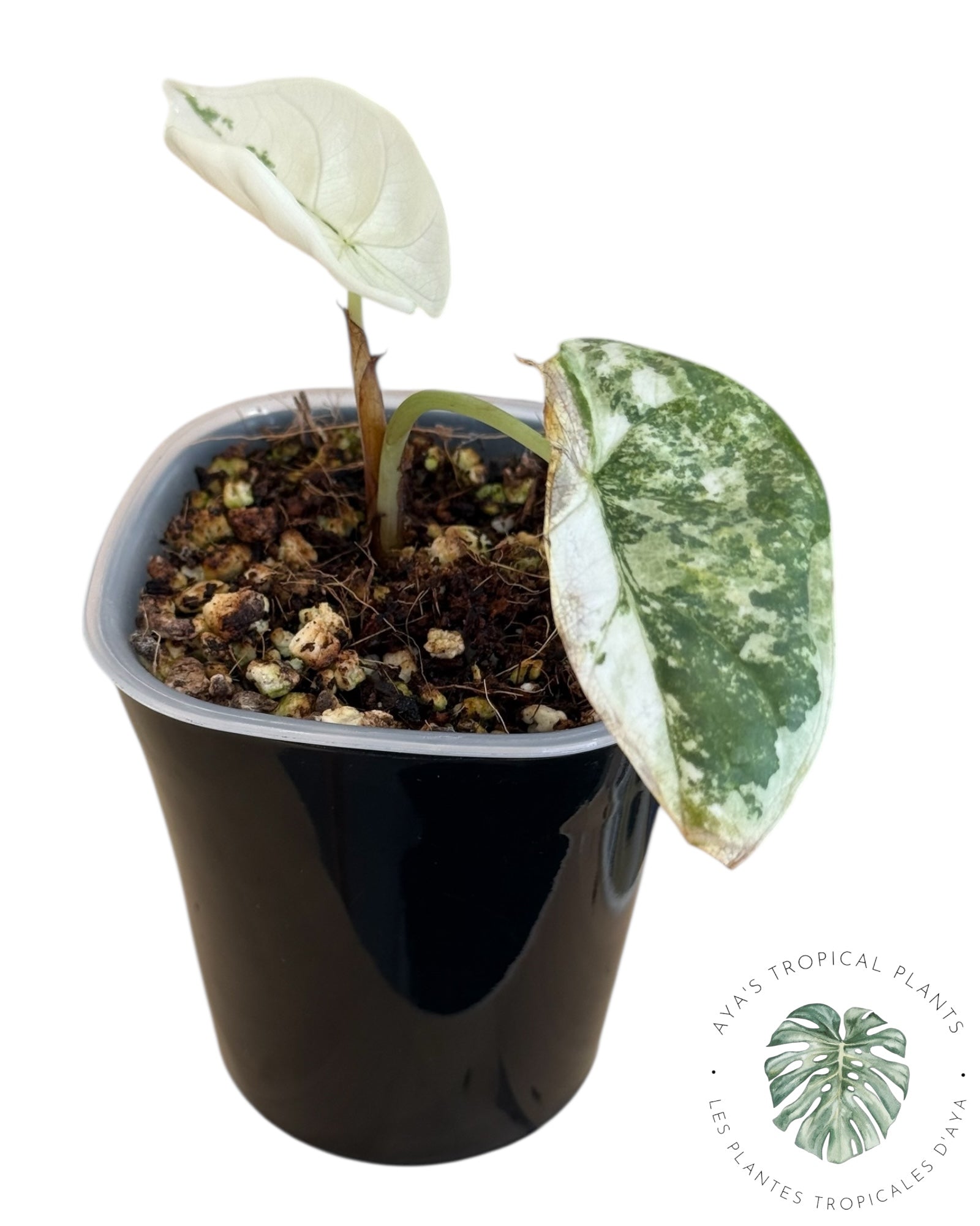 Alocasia Silver Dragon Albo panaché