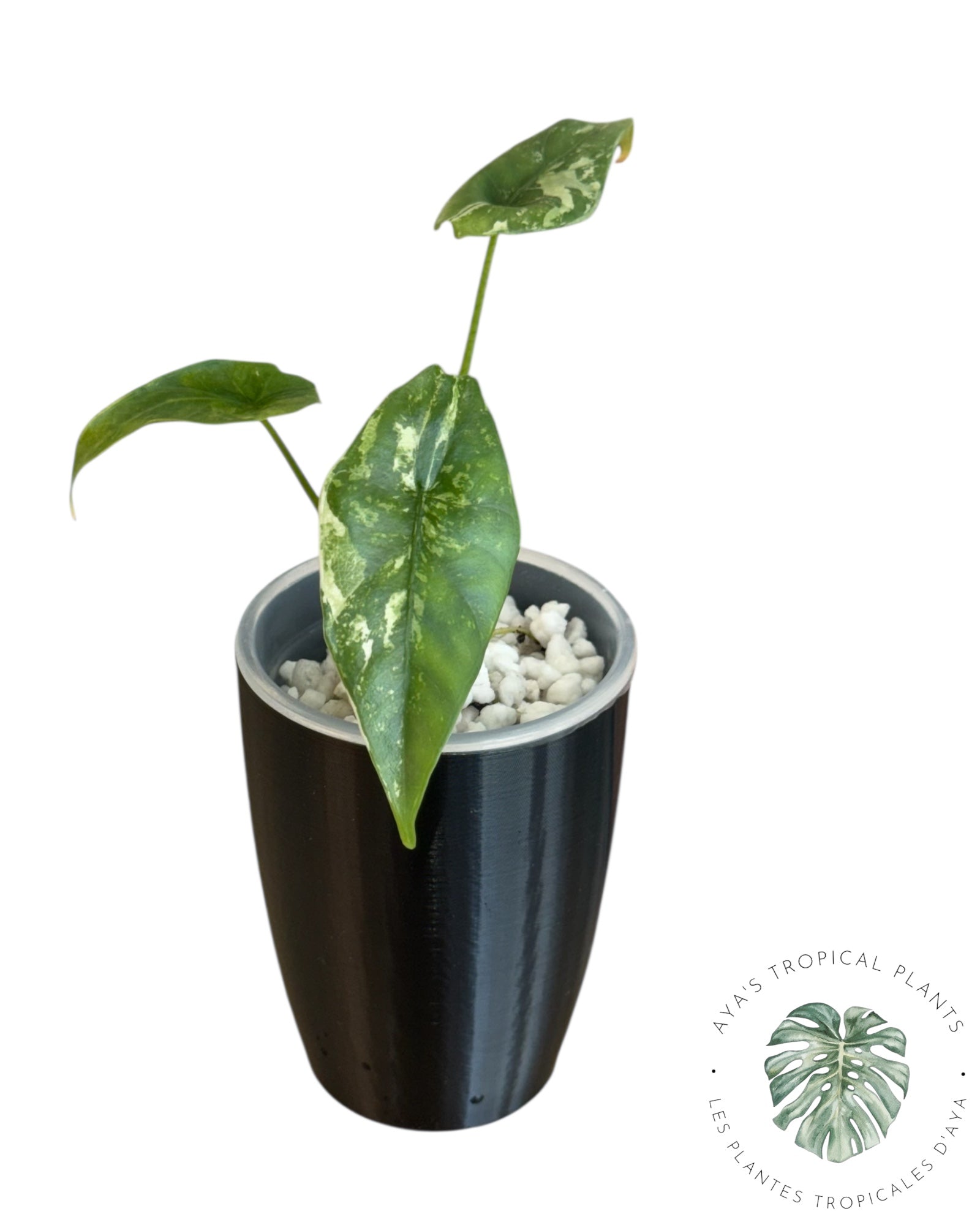 Alocasia Simpo Albo panaché