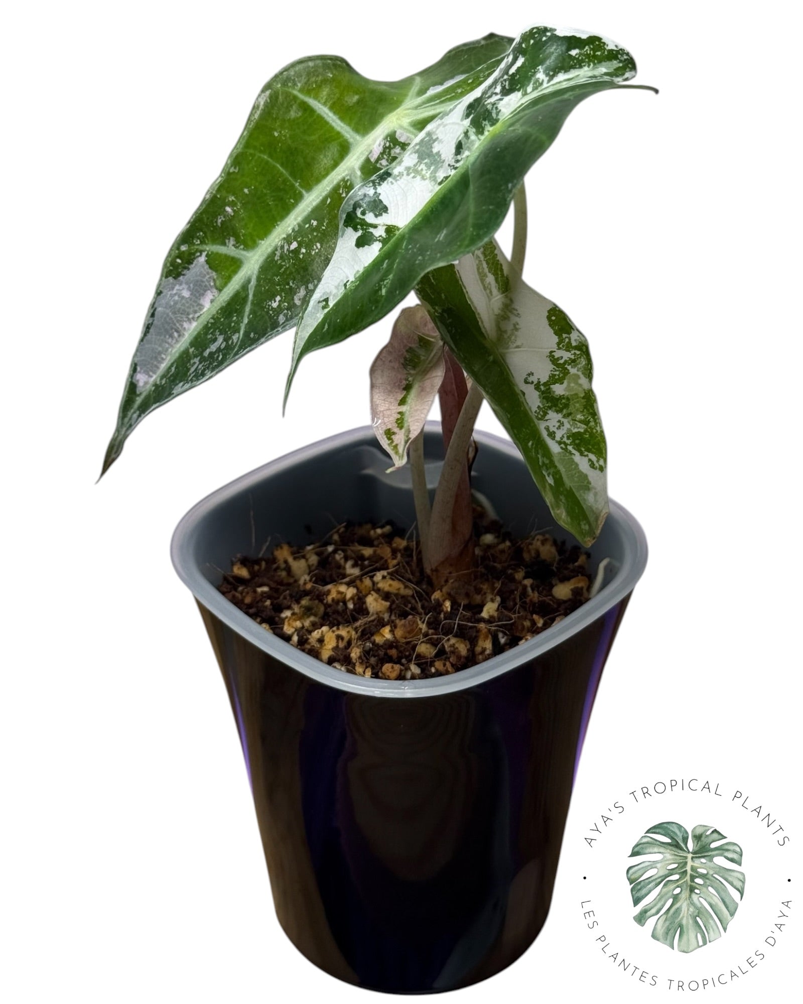 Alocasia Polly Flocon de Neige Rose