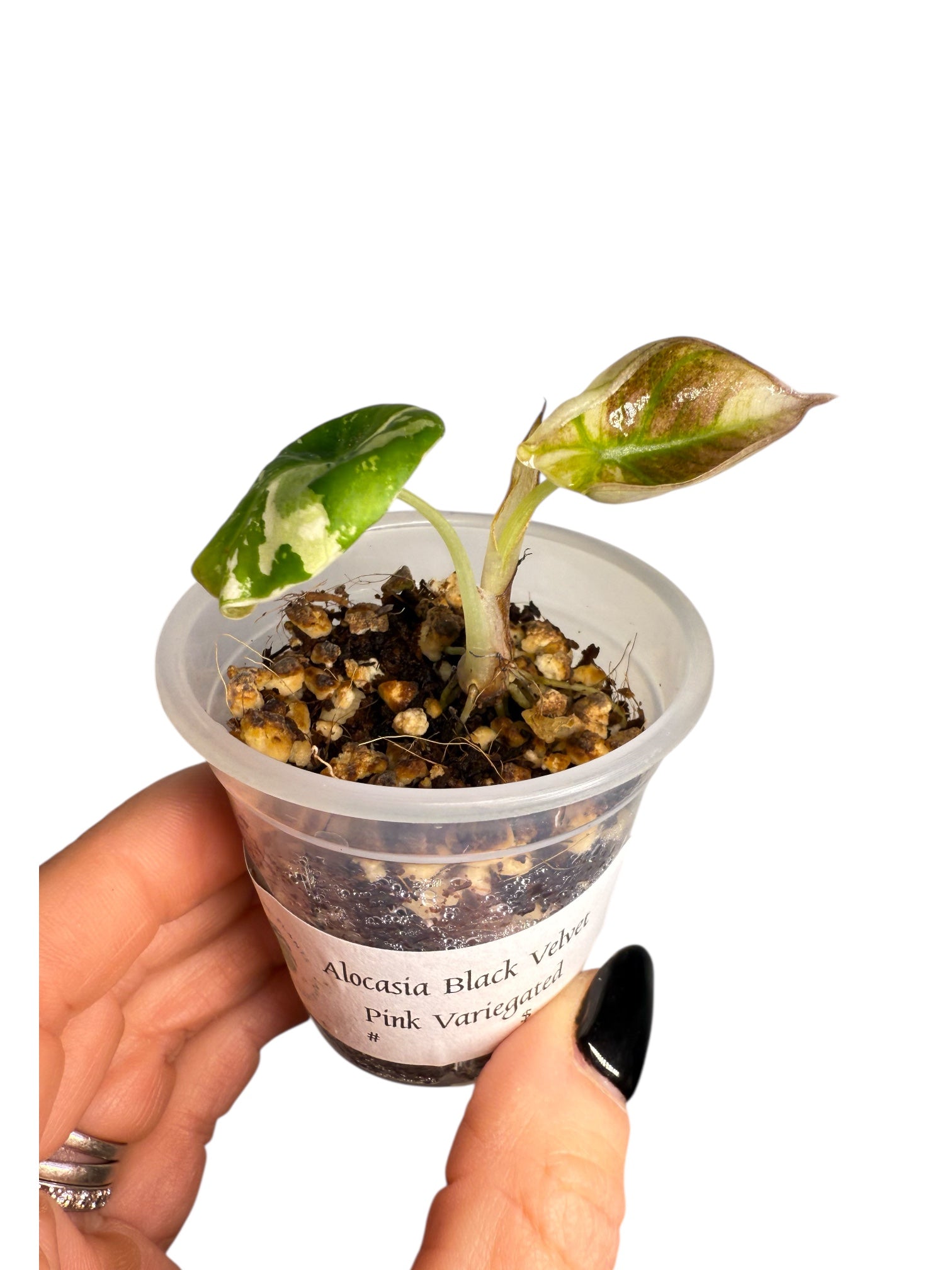 Alocasia Black Velvet Pink Variegated | Rare TC Plant| Aya's Tropical Plants