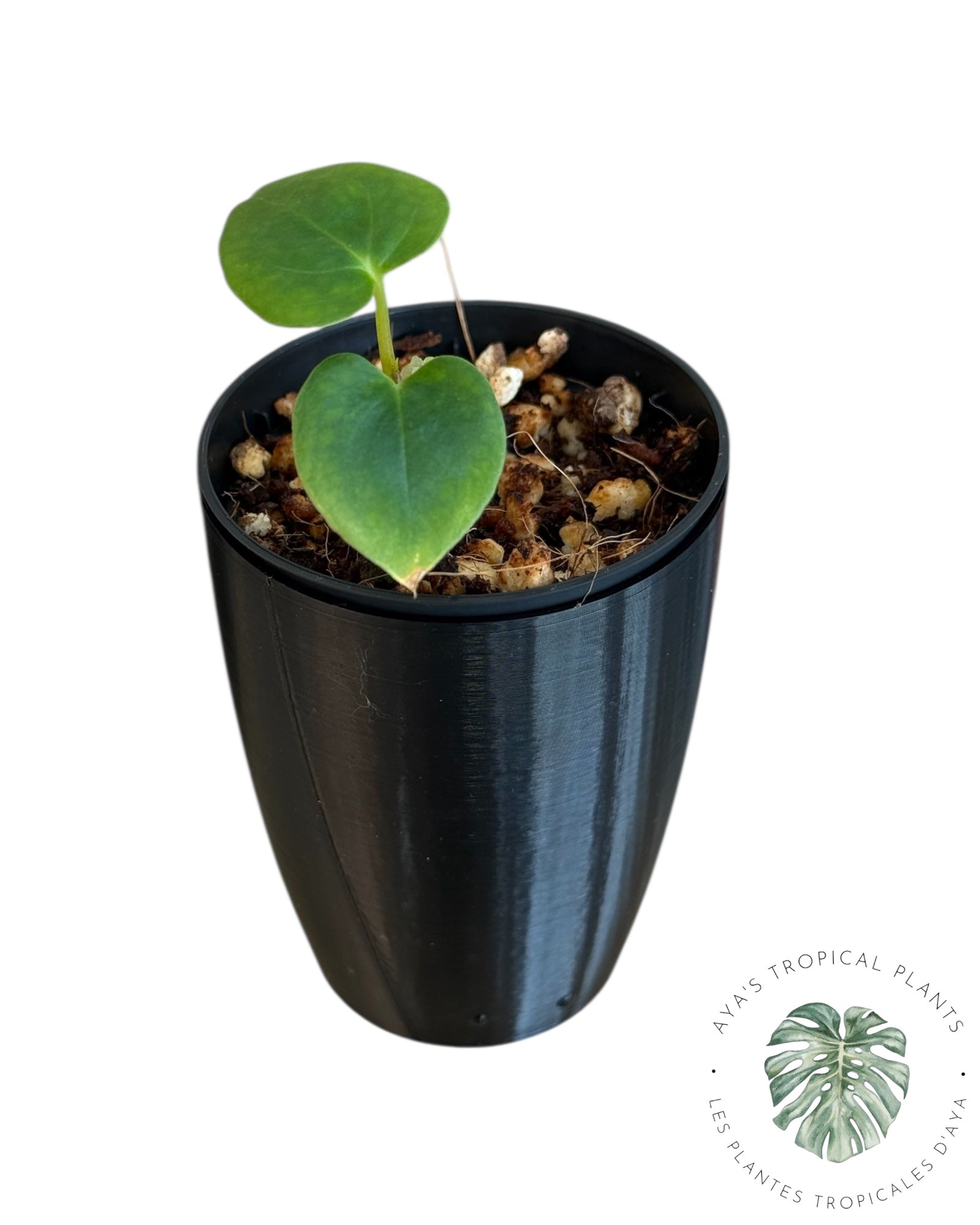 Anthurium Black Magic