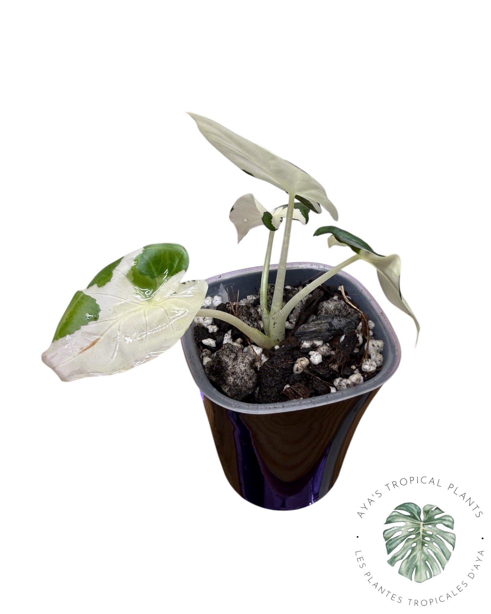 Alocasia Regal Shield Albo