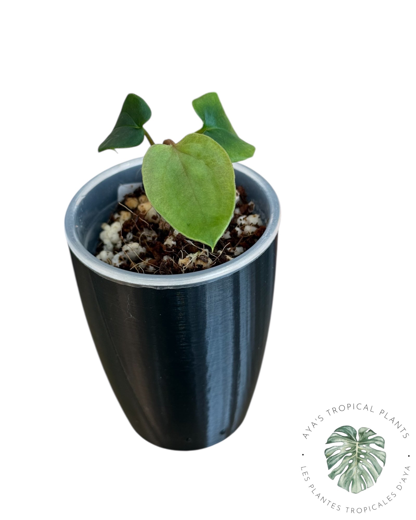 Anthurium Black Magic