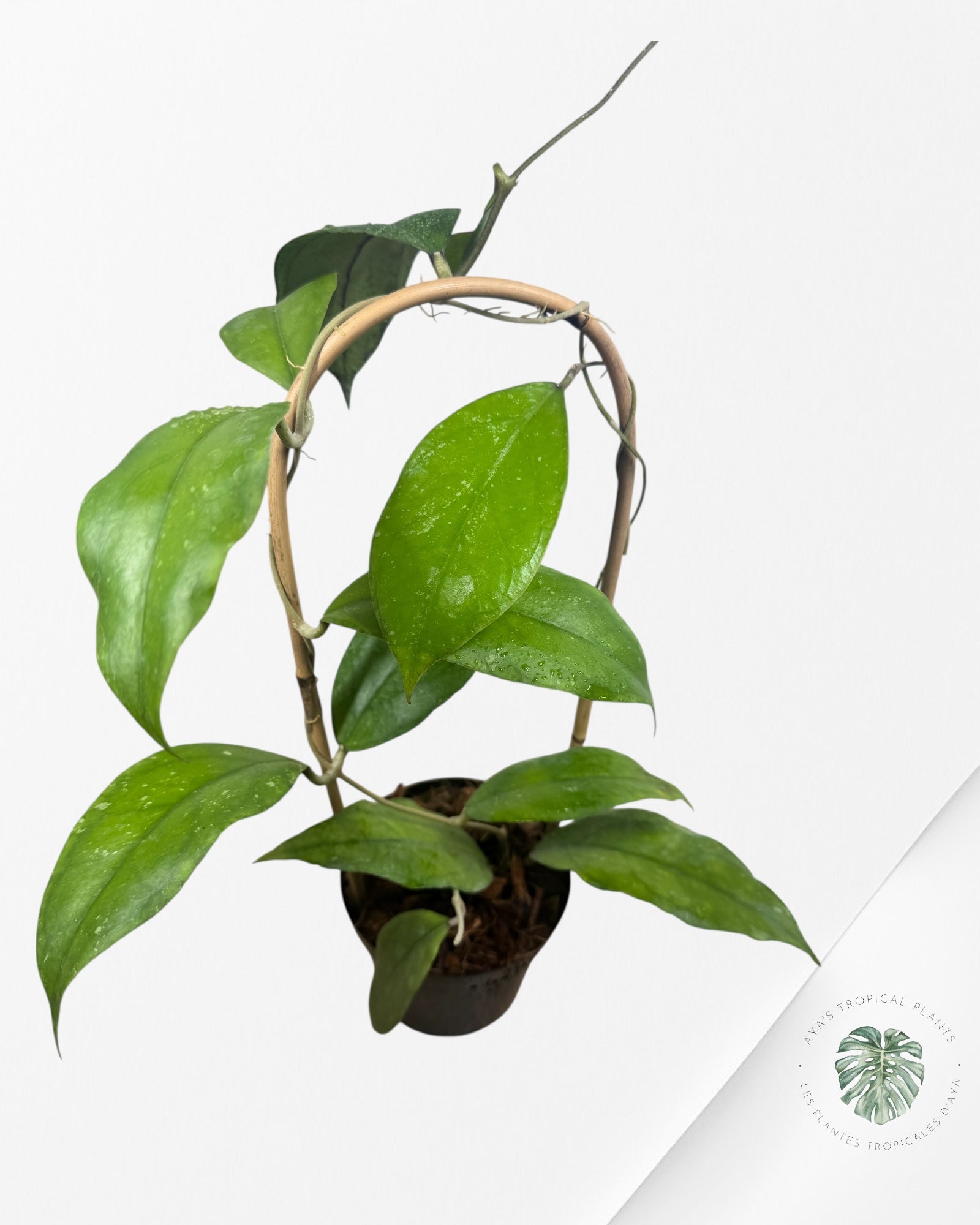Hoya finlaysonii 'Chicken Farm' - F3