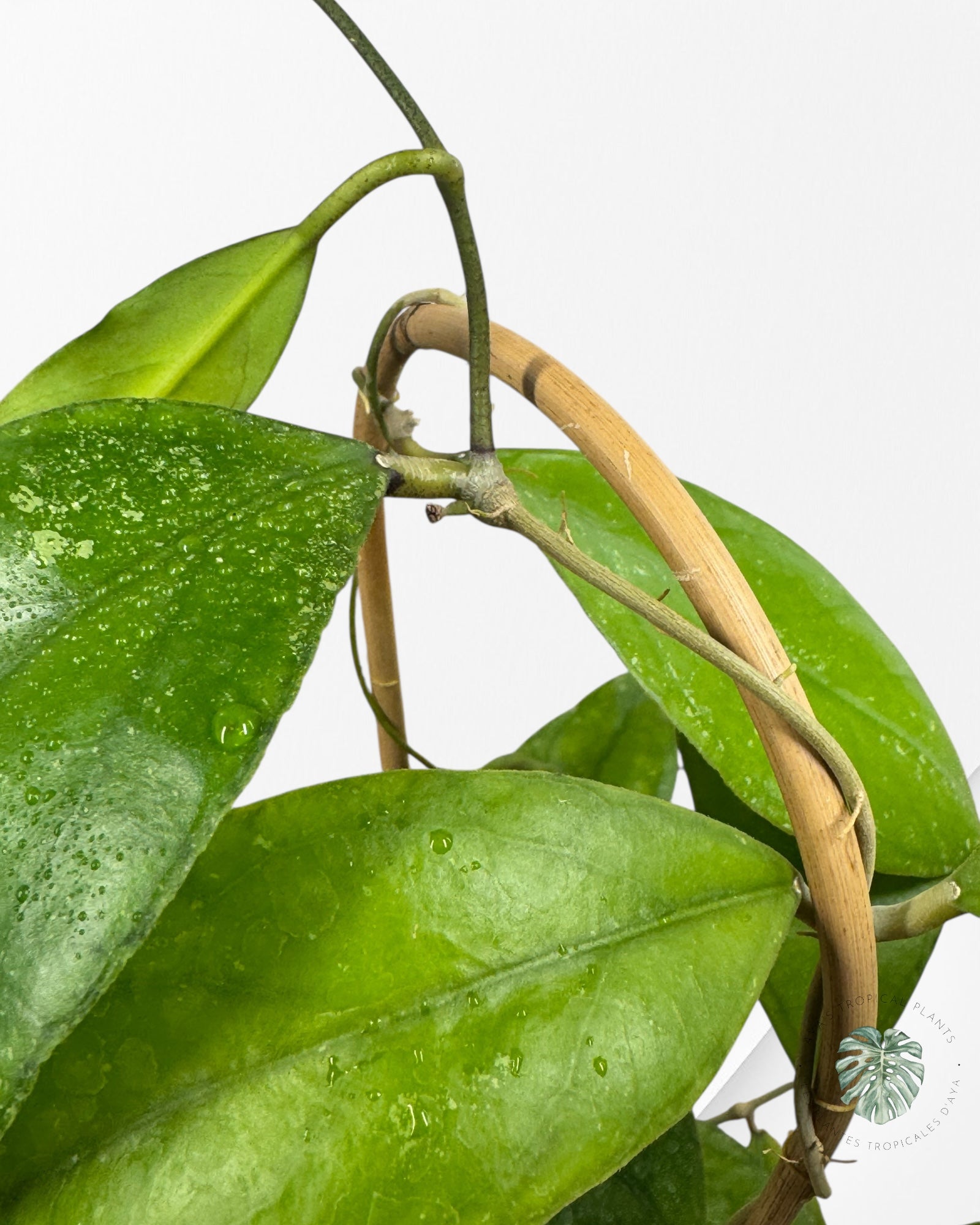 Hoya finlaysonii 'Chicken Farm' - F3