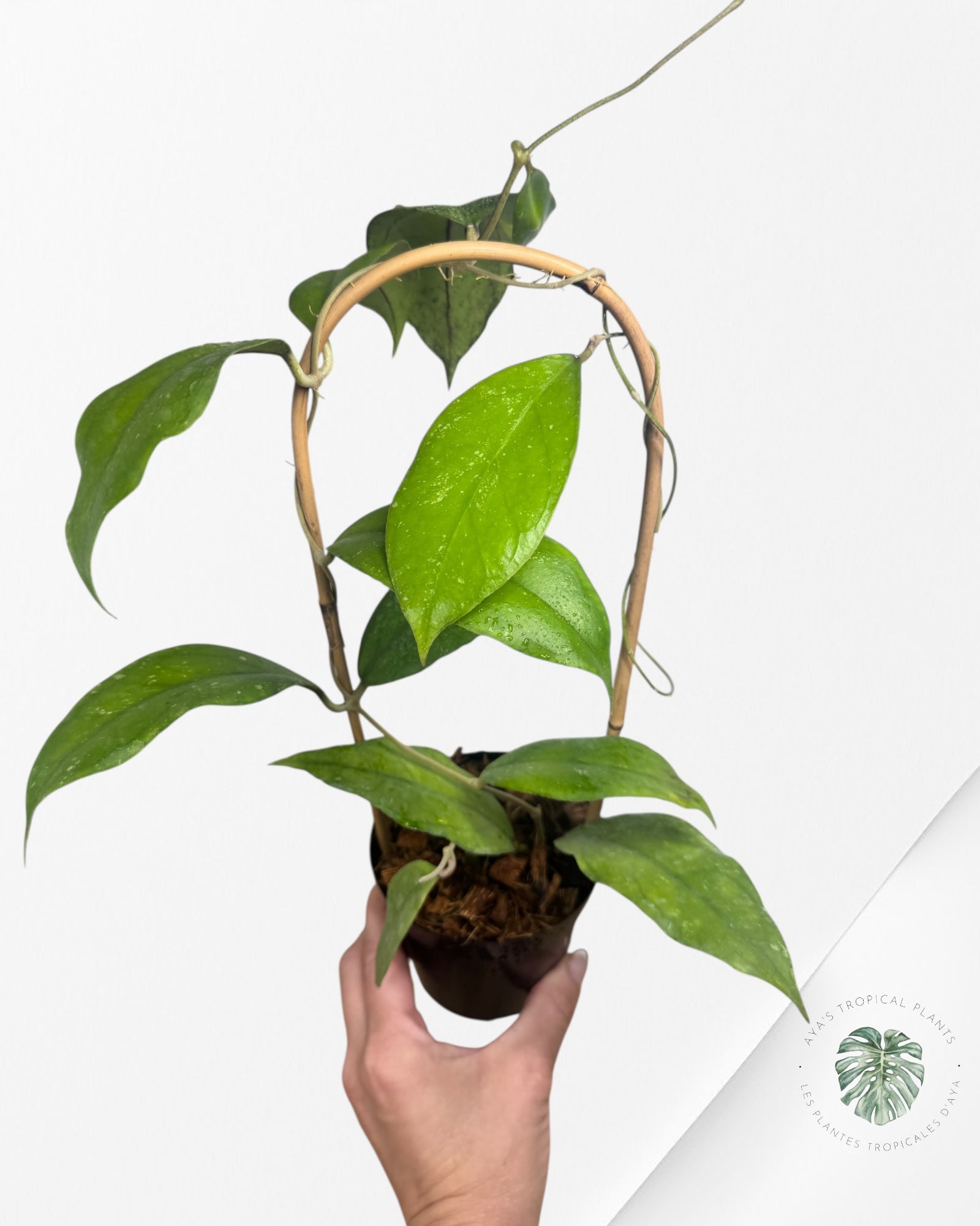 Hoya finlaysonii 'Chicken Farm' - F3
