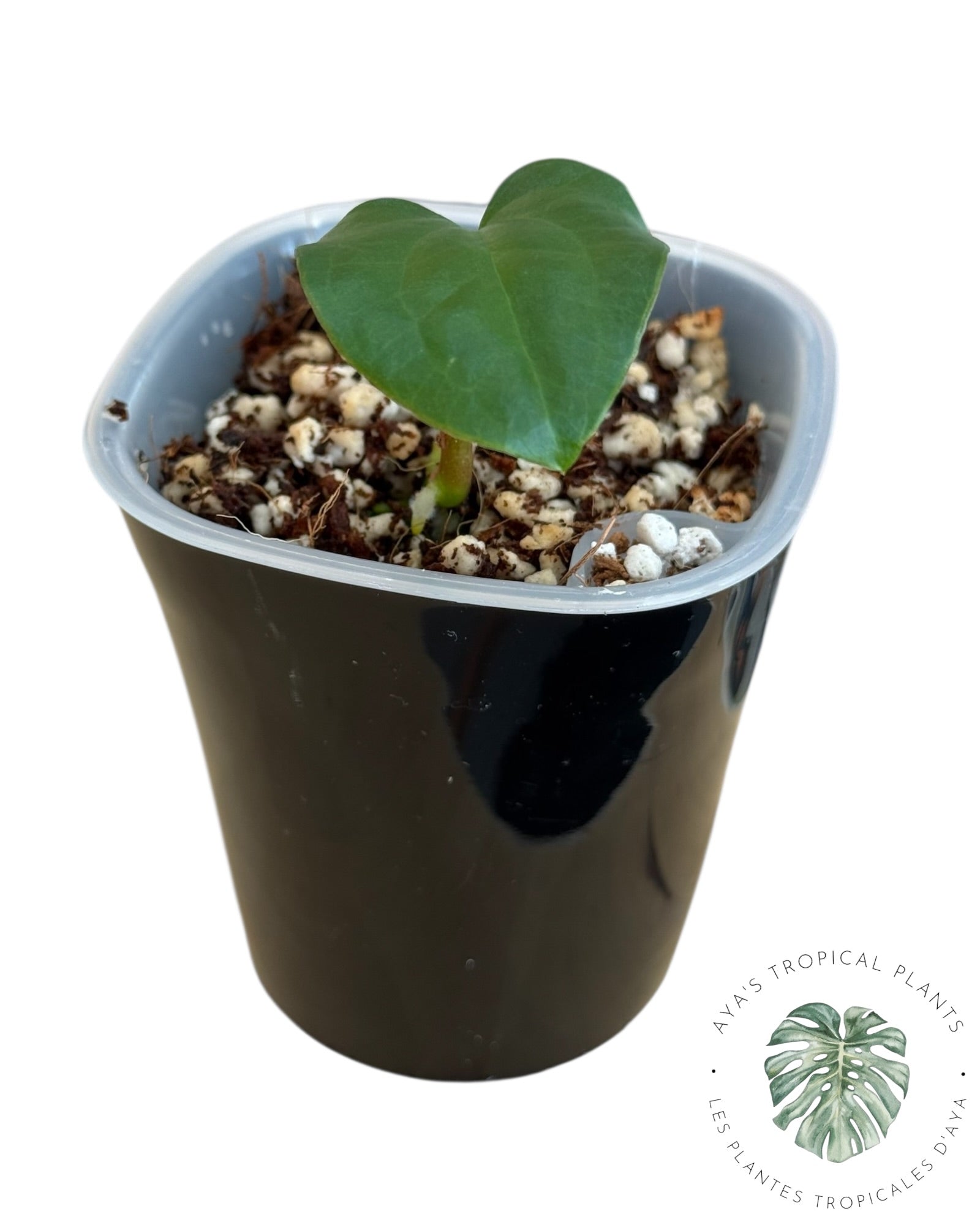 Anthurium Ace of Spades x Luxurians